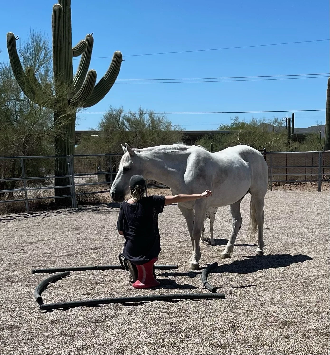 A child wearing a black t-shirt, leggings, and pink rain boots is petting a white horse inside a fenced area on a sunny day. A large saguaro cactus and desert vegetation are visible in the background.