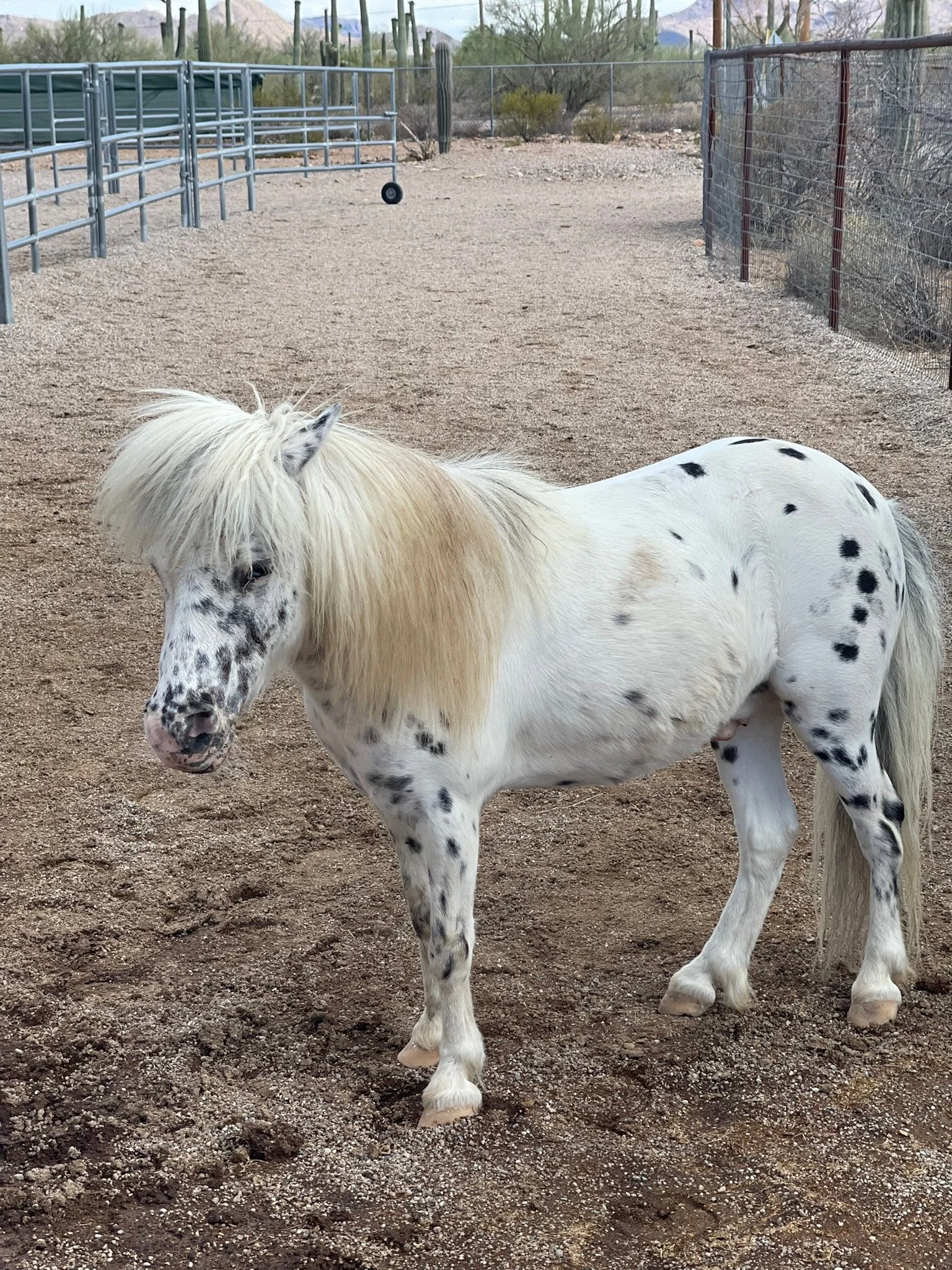 A white horse with black spots and a blonde mane standing on dirt ground in a fenced area.