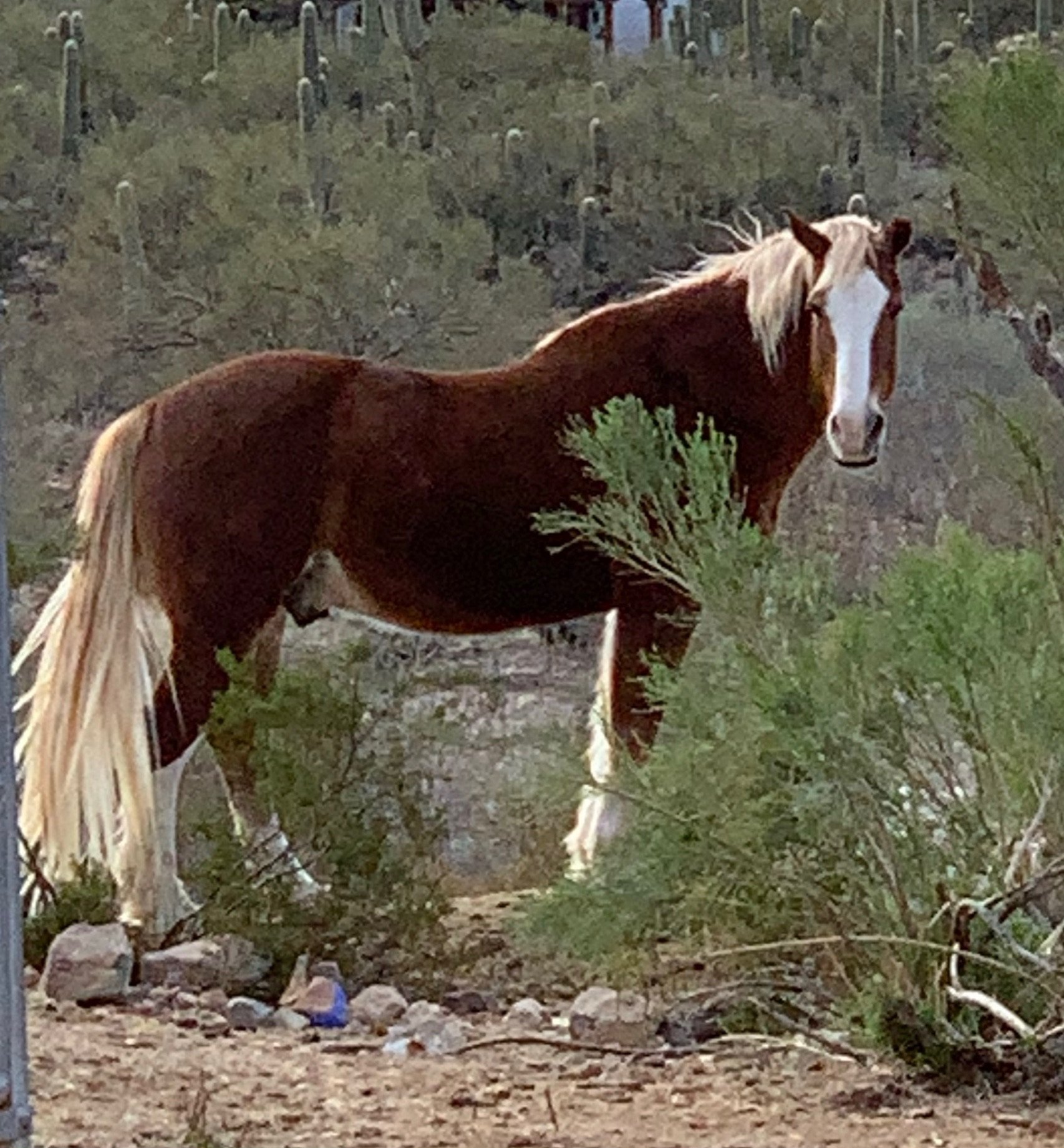 A brown and white horse standing among desert shrubs and rocks with a background of dry bushes and fencing.