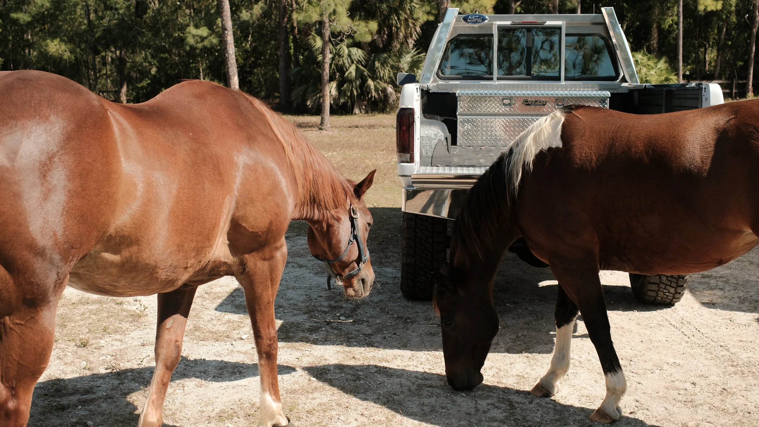 WHITE OPS HORSES.jpg