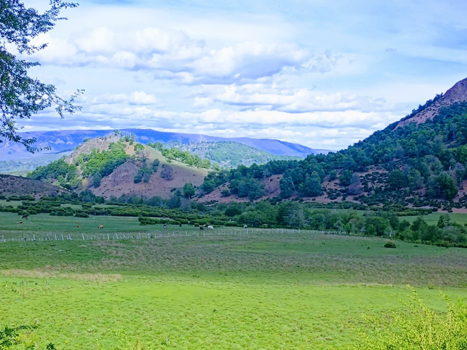 Predio agrícola ubicado en Lonquimay con 178 hectáreas disponibles.  
Terreno amplio y versátil, ideal para proyectos de explotación agrícola o ganadera, con excelente potencial de productividad en un sector reconocido por sus condiciones naturales. 