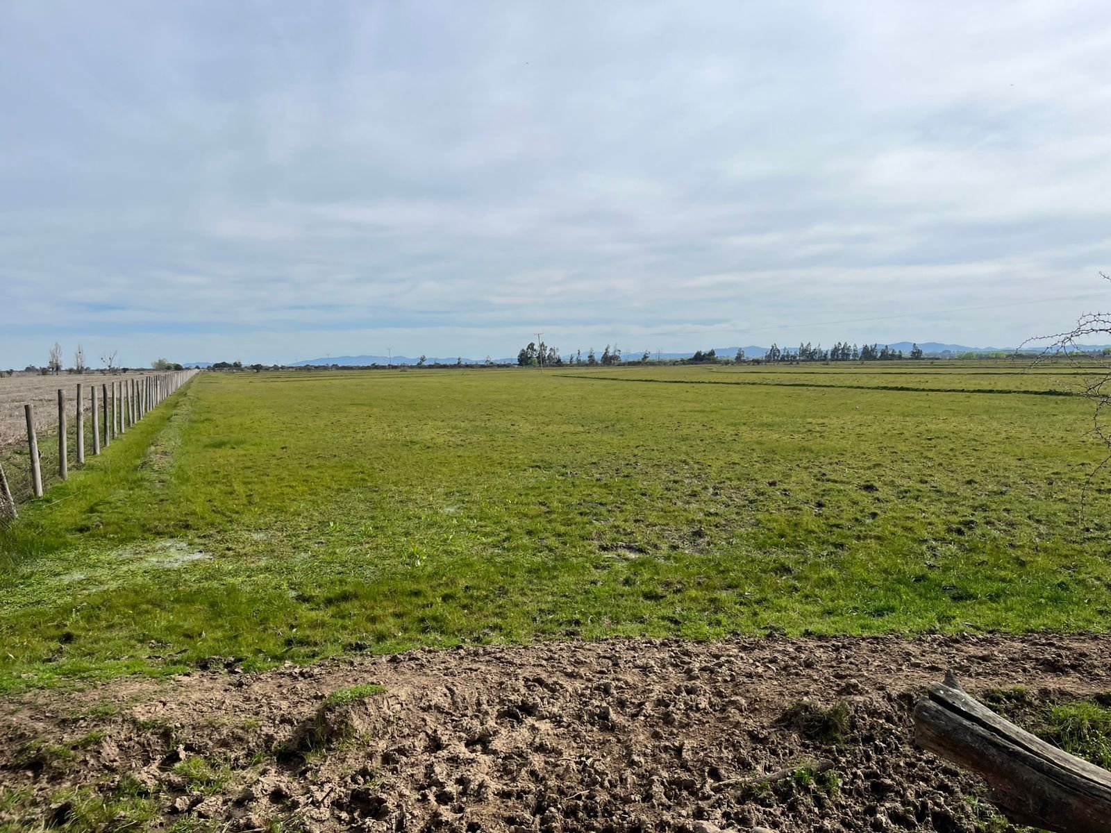 Campo de 35 hectáreas planas con agua inscrita y documentación al día, ubicado a orilla de pavimento, a solo 16 km de la Ruta 5 y a 5 minutos de Ñiquén. Es ideal para el cultivo de cereales o frutales, o bien para un proyecto inmobiliario, contando c