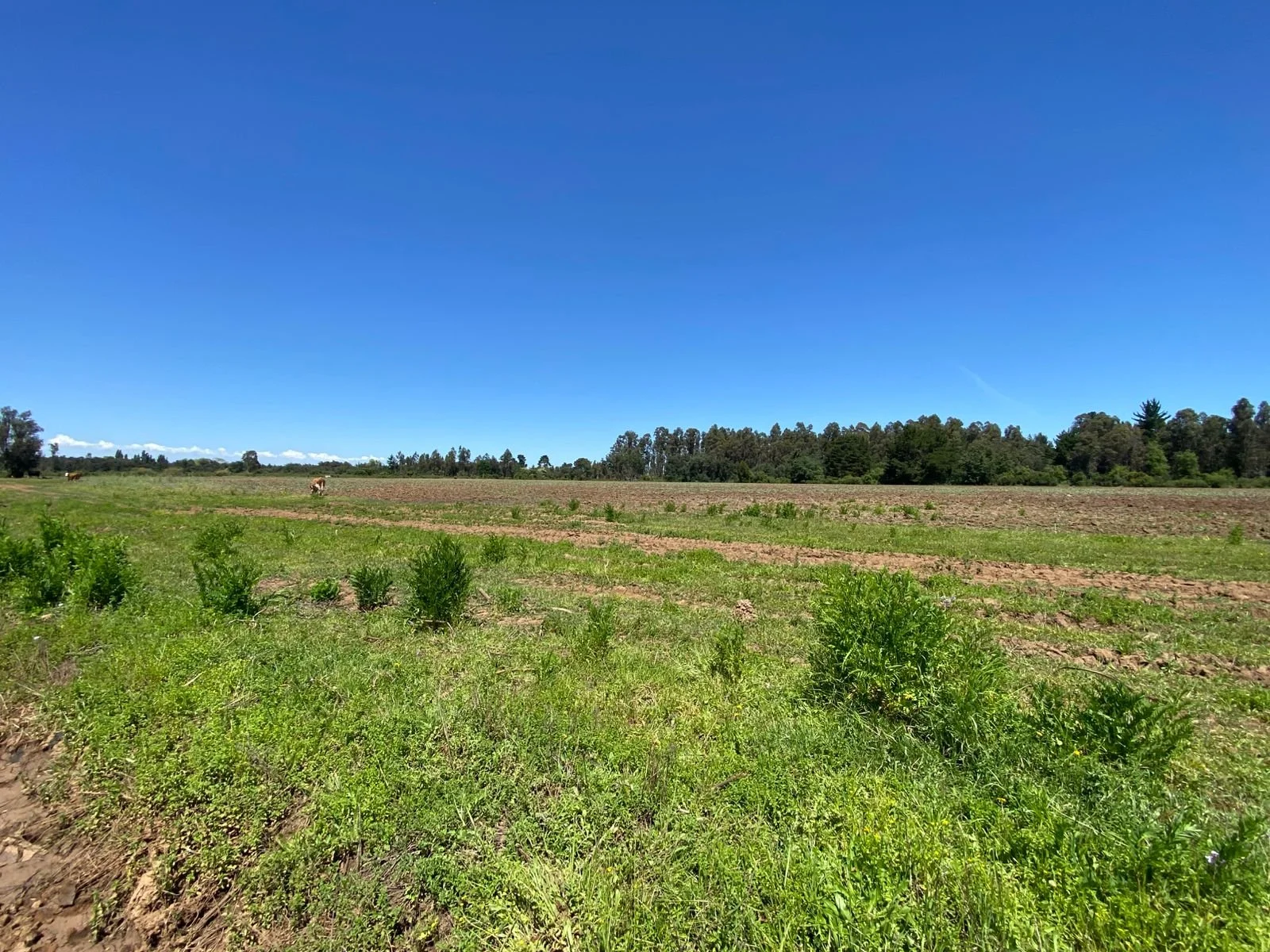 Terreno de 7 hectáreas ubicado en la comuna de Bulnes, ideal para siembras y proyectos agrícolas. Se trata de una excelente oportunidad en un sector con gran potencial productivo y buena conectividad, ofreciendo amplitud y condiciones favorables para