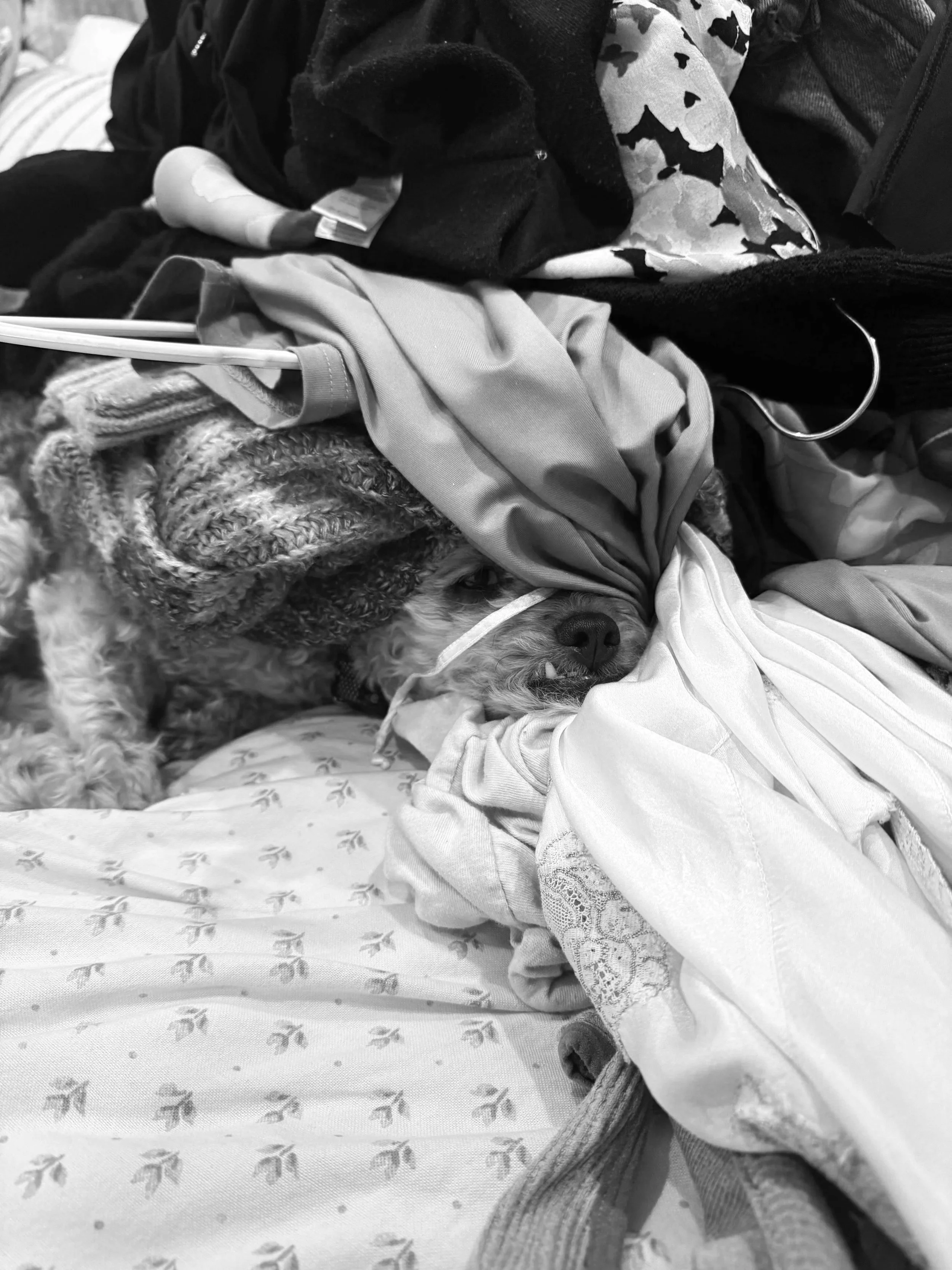 A small dog lying on a pile of clothes and blankets, partially covered, sleeping with a fabric band around its head.