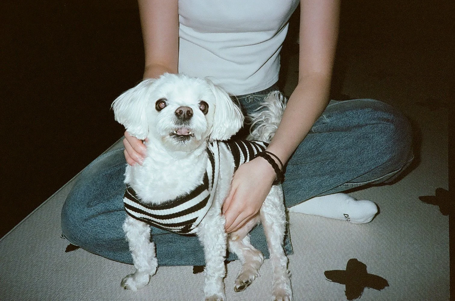 A small white dog wearing a black and white striped sweater sitting on a person's lap indoors.
