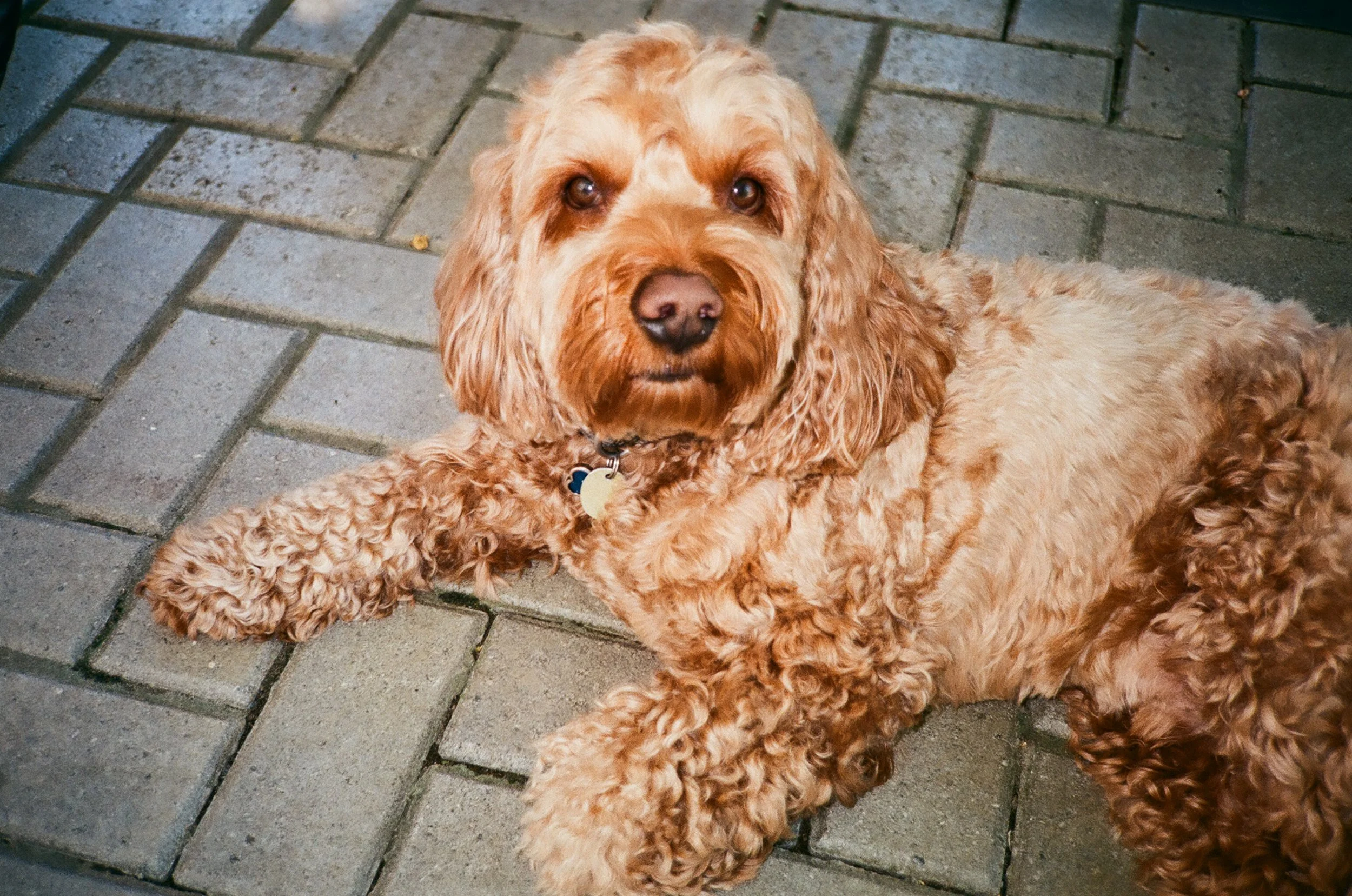 A tan, curly-haired dog lying on a paved sidewalk, looking up at the camera.