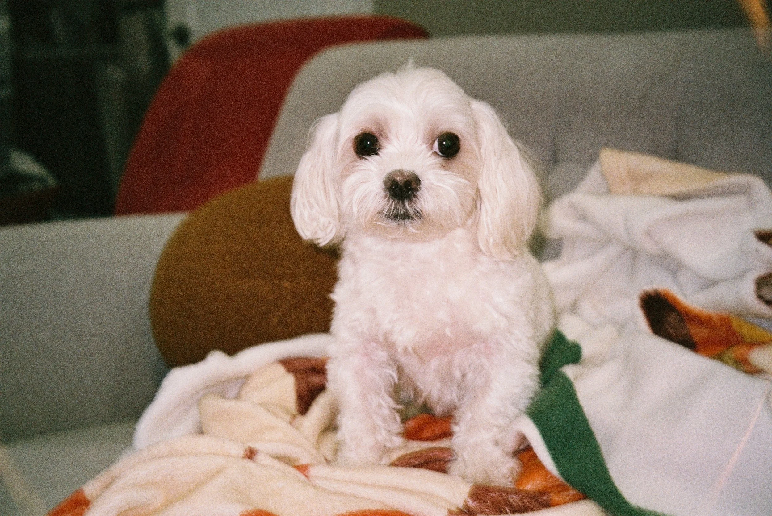 A small white dog with a curly coat sitting on a couch, looking at the camera with dark eyes.