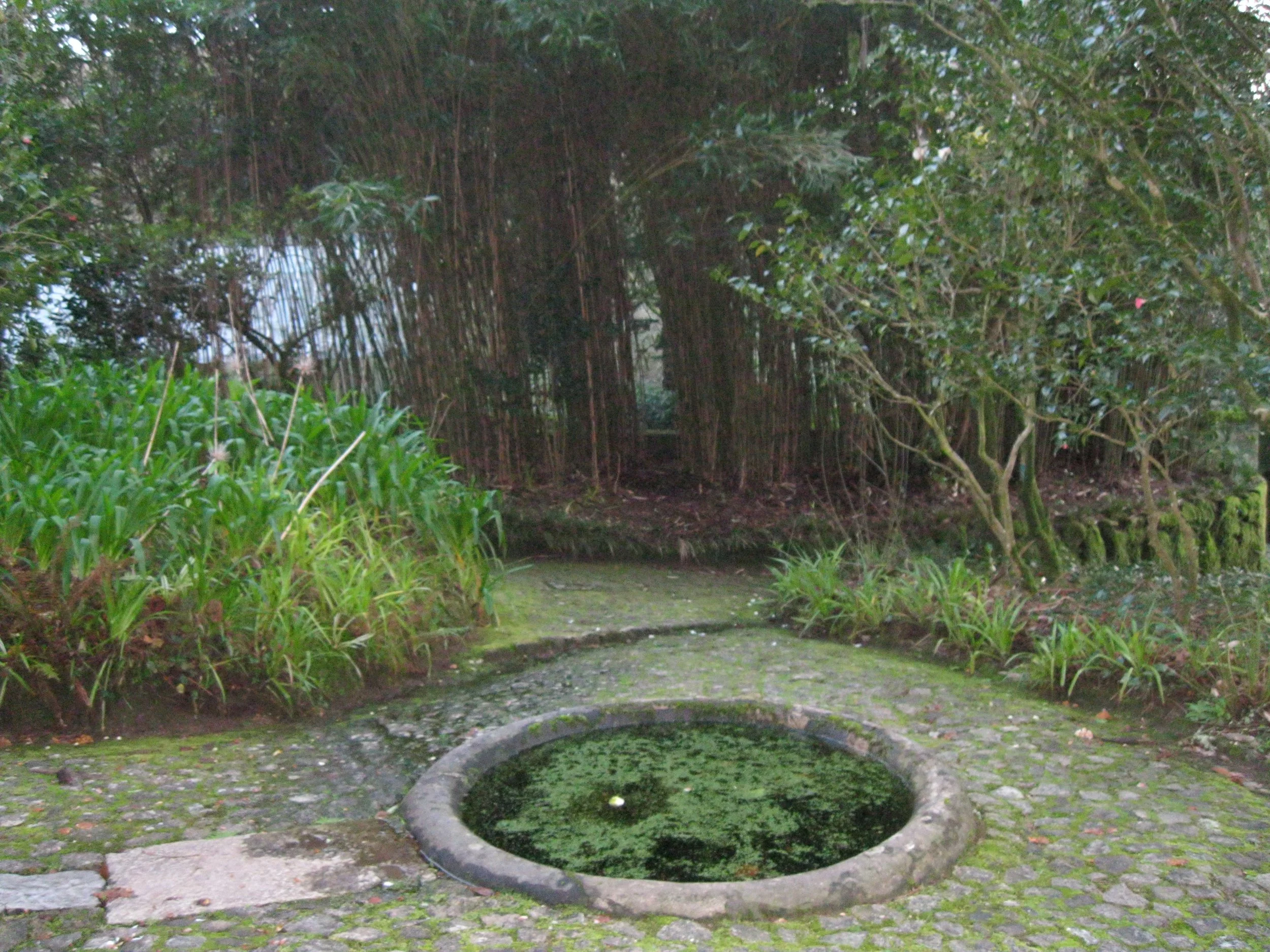 A small circular pond with green algae and a floating white flower, surrounded by green plants and trees, on a cobblestone path.