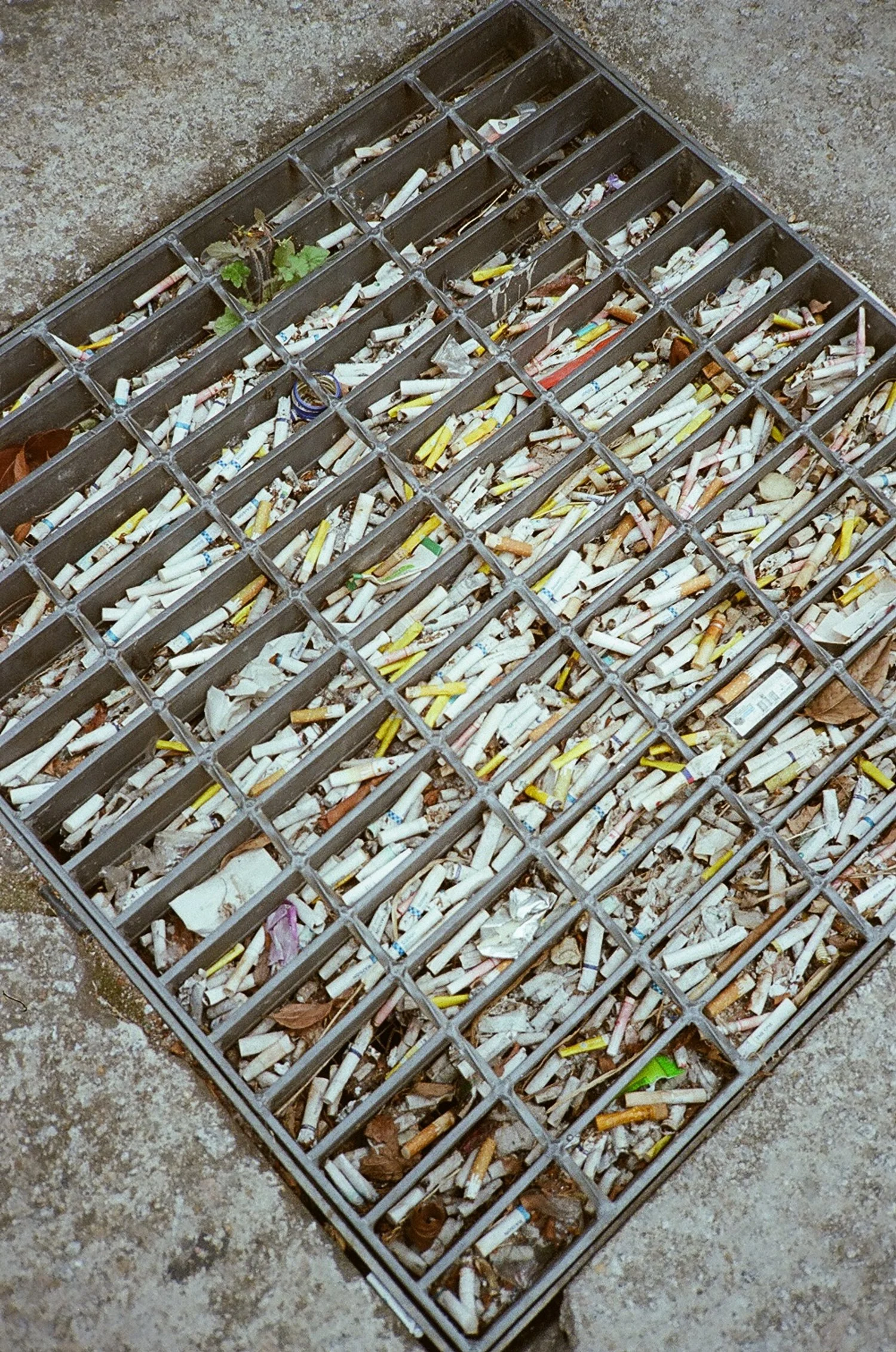 A metal grate on the ground filled with discarded cigarette butts and some leaves.