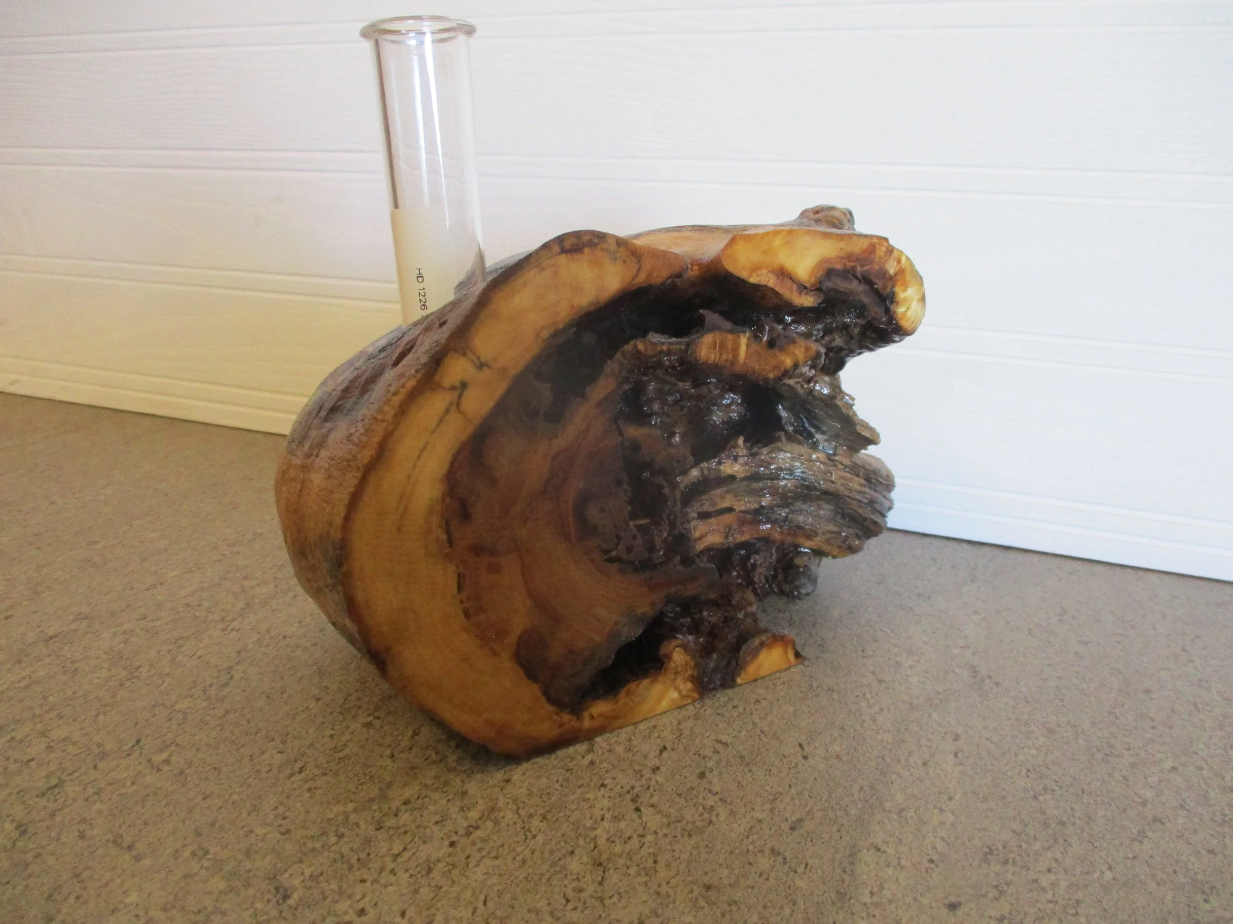 Cottonwood Tuber Vase
