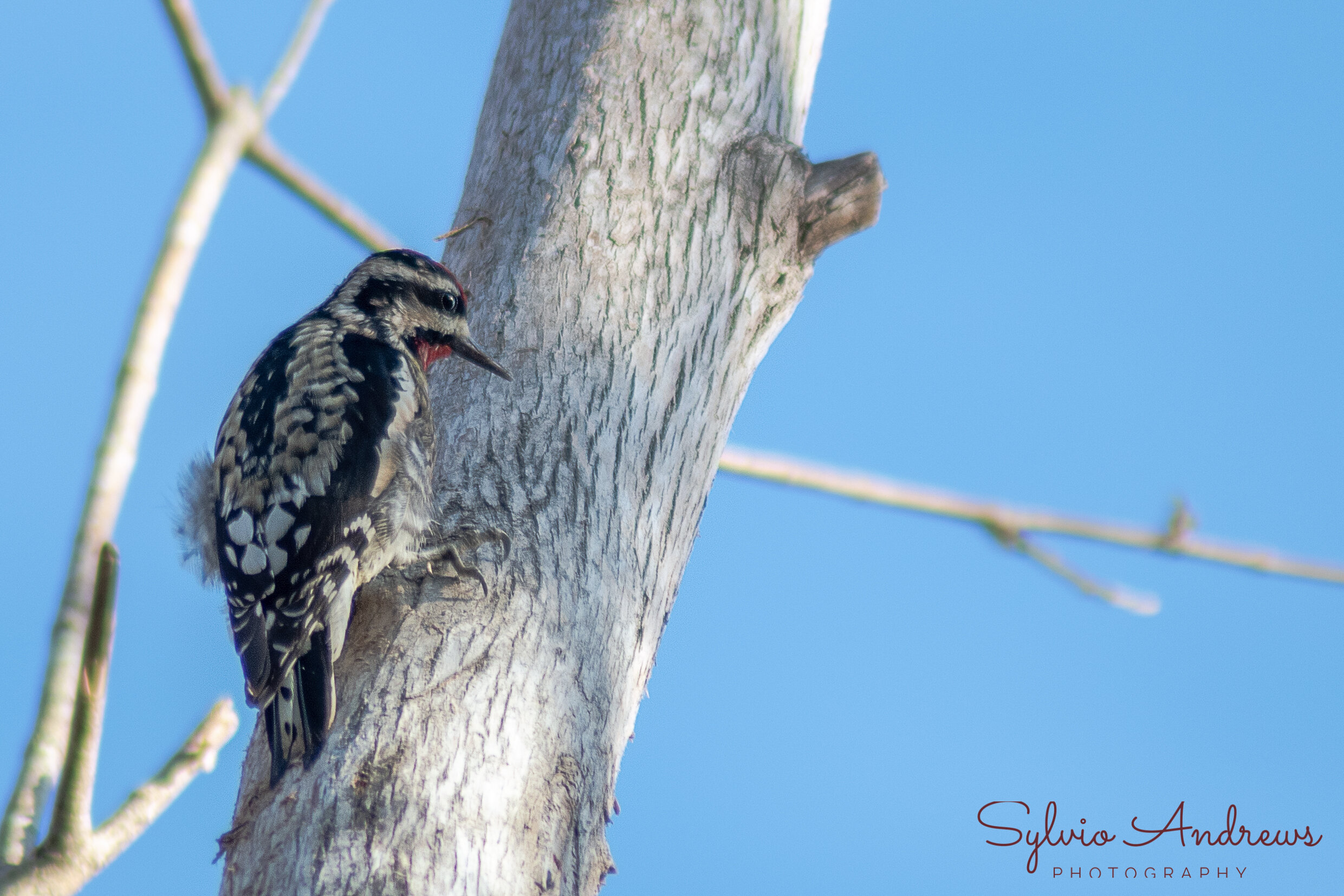 wood peckers (1 of 1).jpg