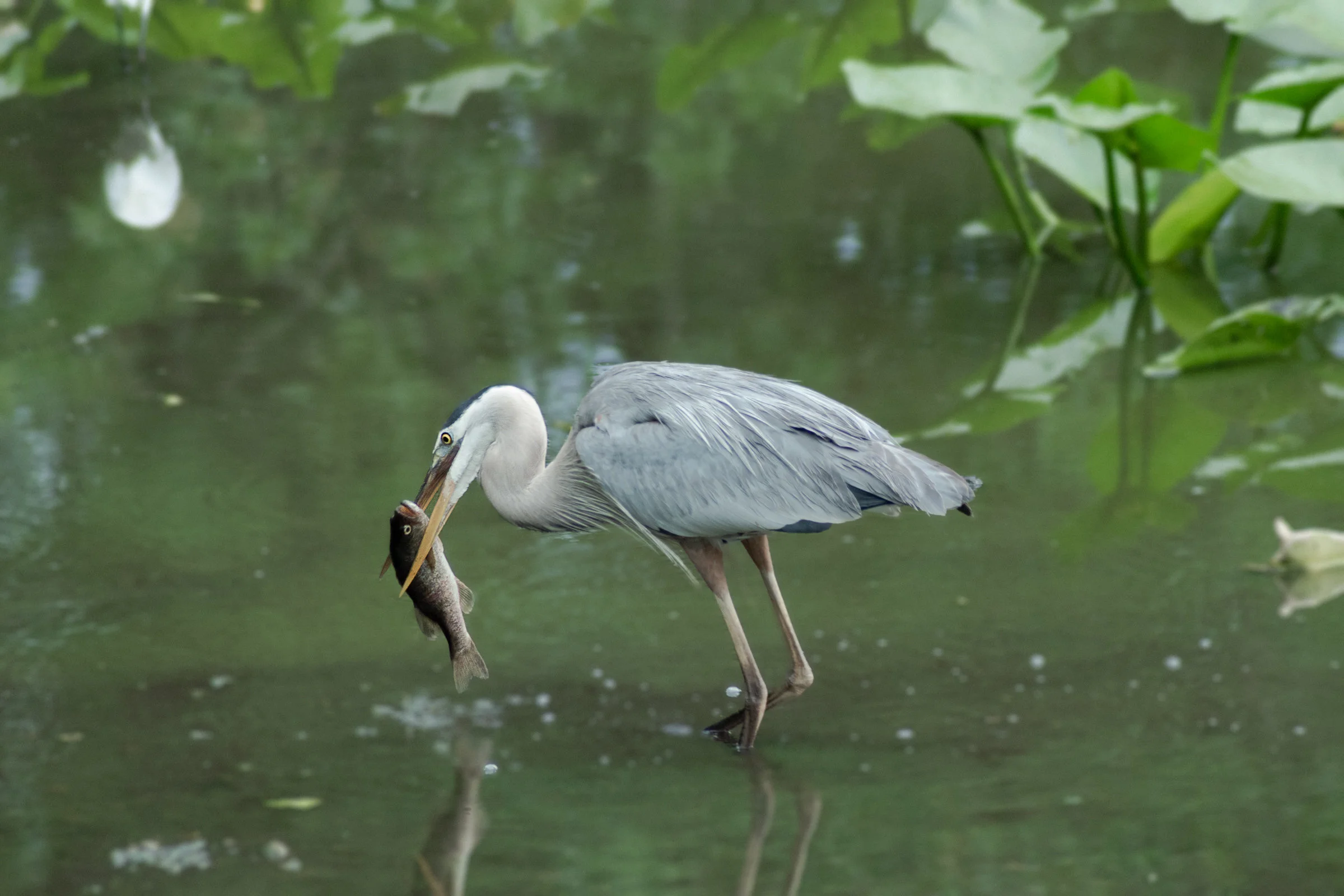 great blue heron print