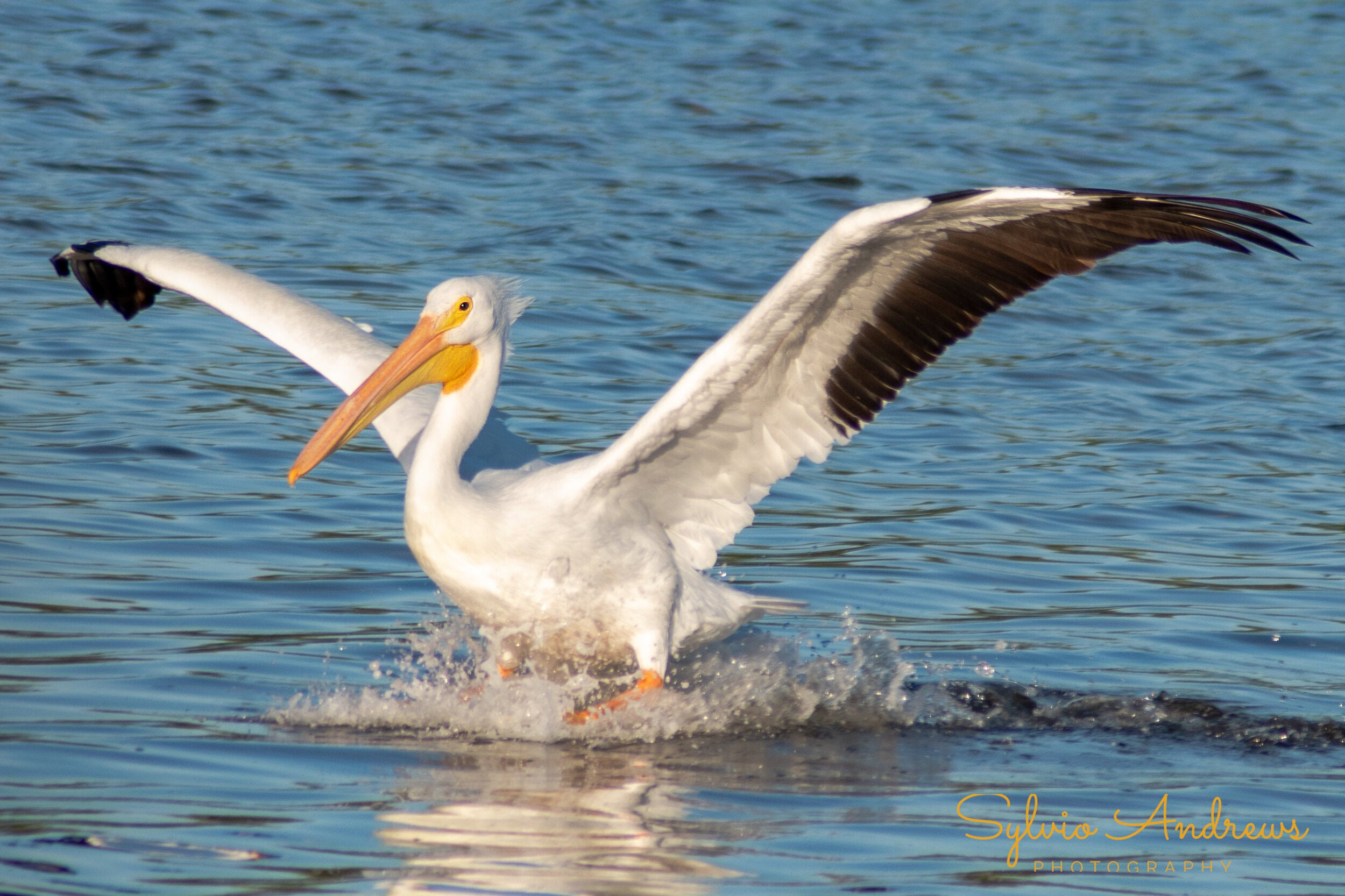 white pelican