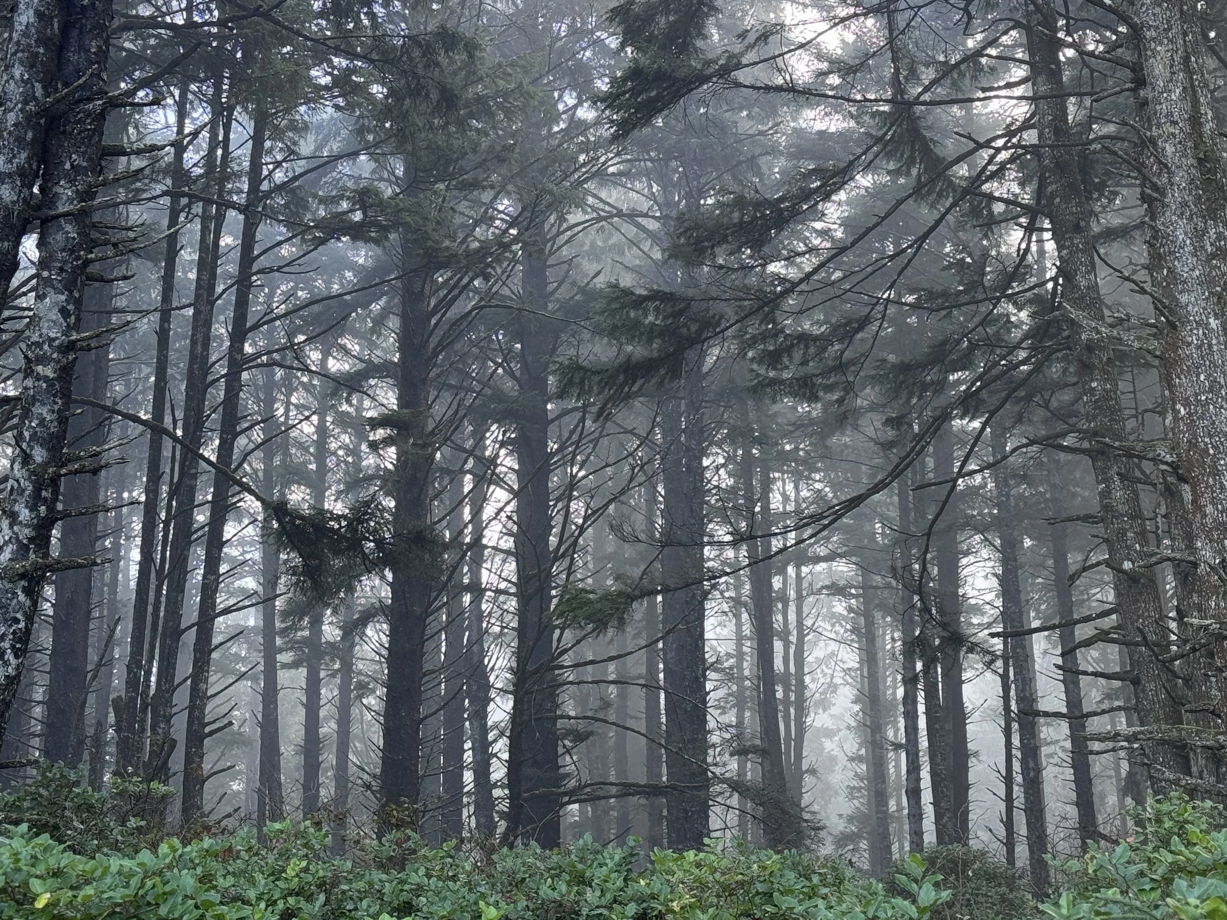 Foggy forest with tall, thin trees and green bushes at the bottom.