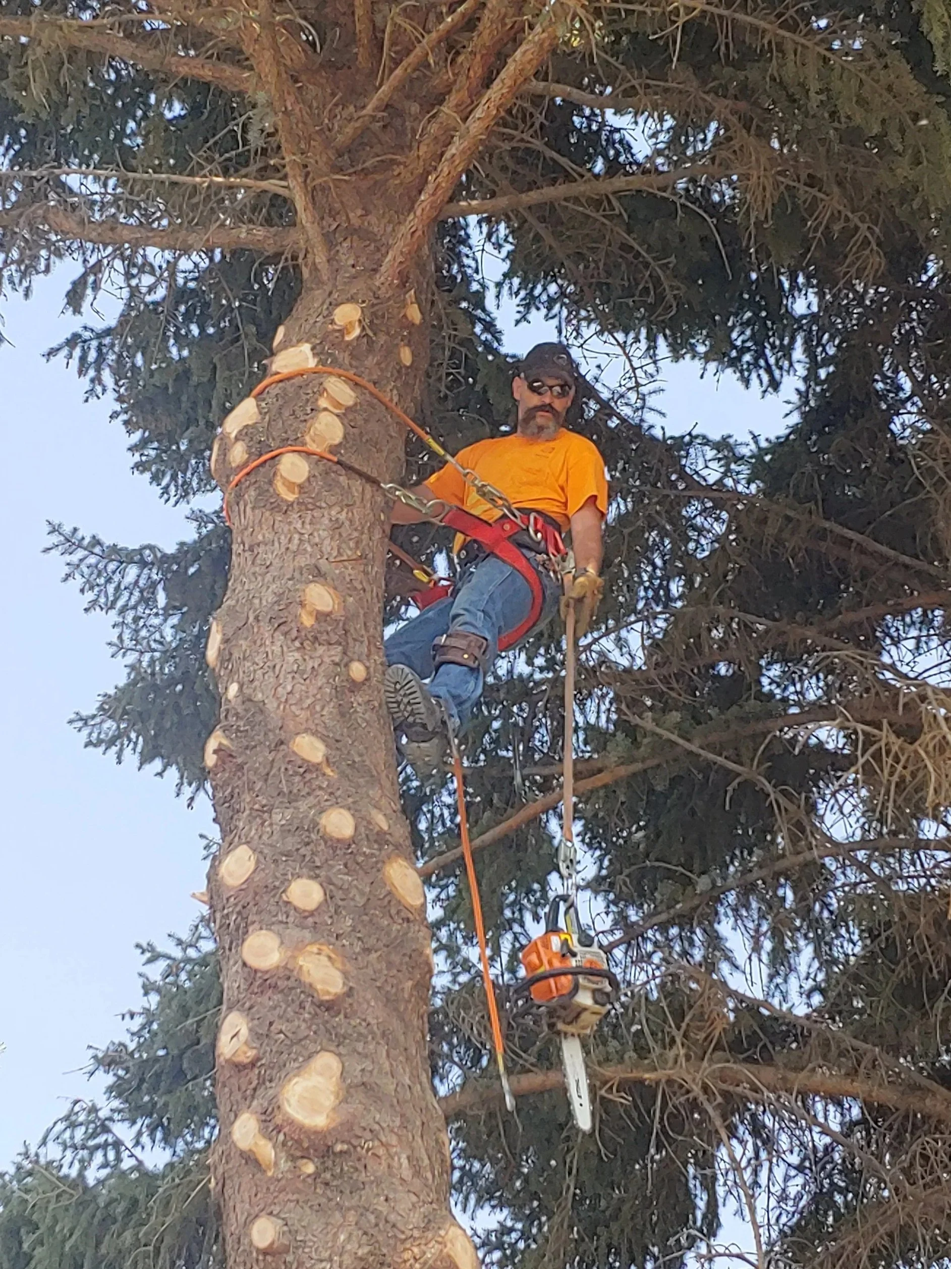 A man with a beard wearing sunglasses, an orange shirt, and jeans is climbing a tall pine tree using safety gear, including a harness, ropes, and a chainsaw hanging below him.