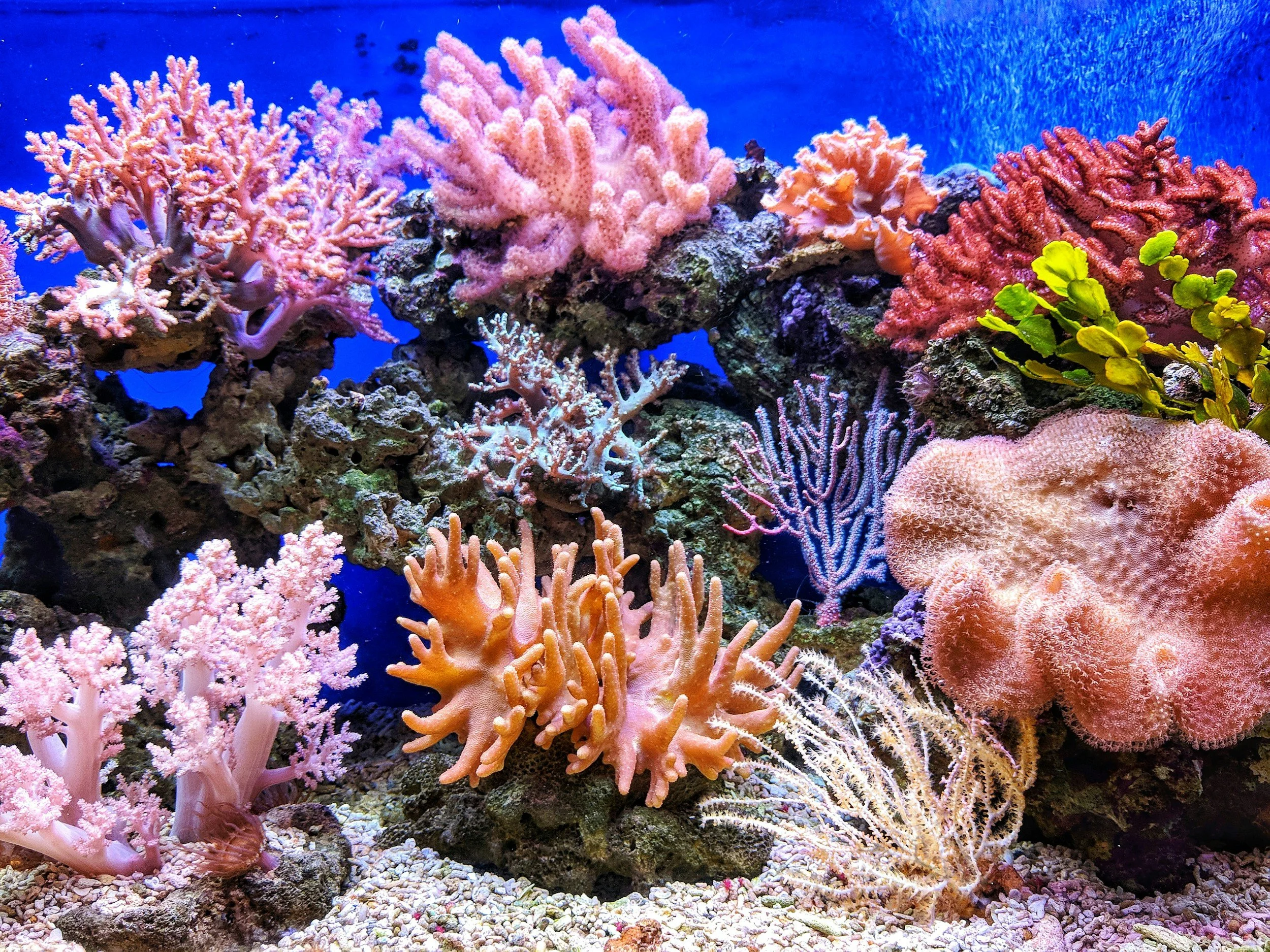 Colorful coral reef with various pink, purple, orange, and green corals and marine life underwater.