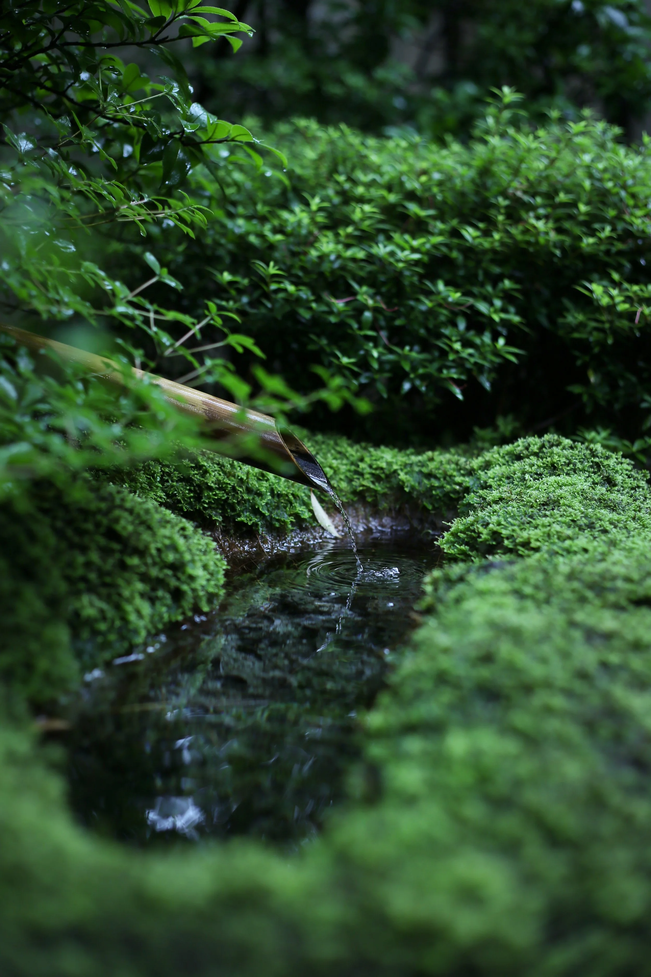 悟道庵点景 | 苔や緑の葉に囲まれた日本庭園の小さな水路に竹の水差しから水が流れている風景