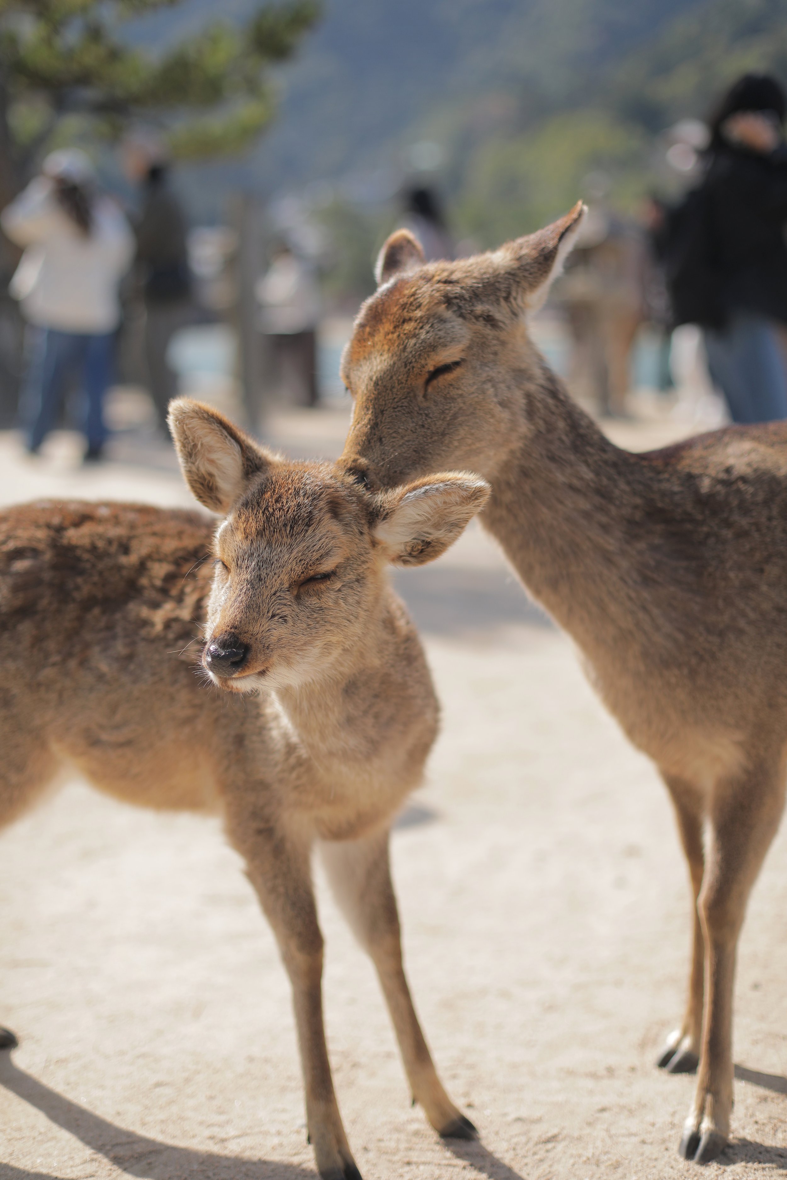 宮島の鹿