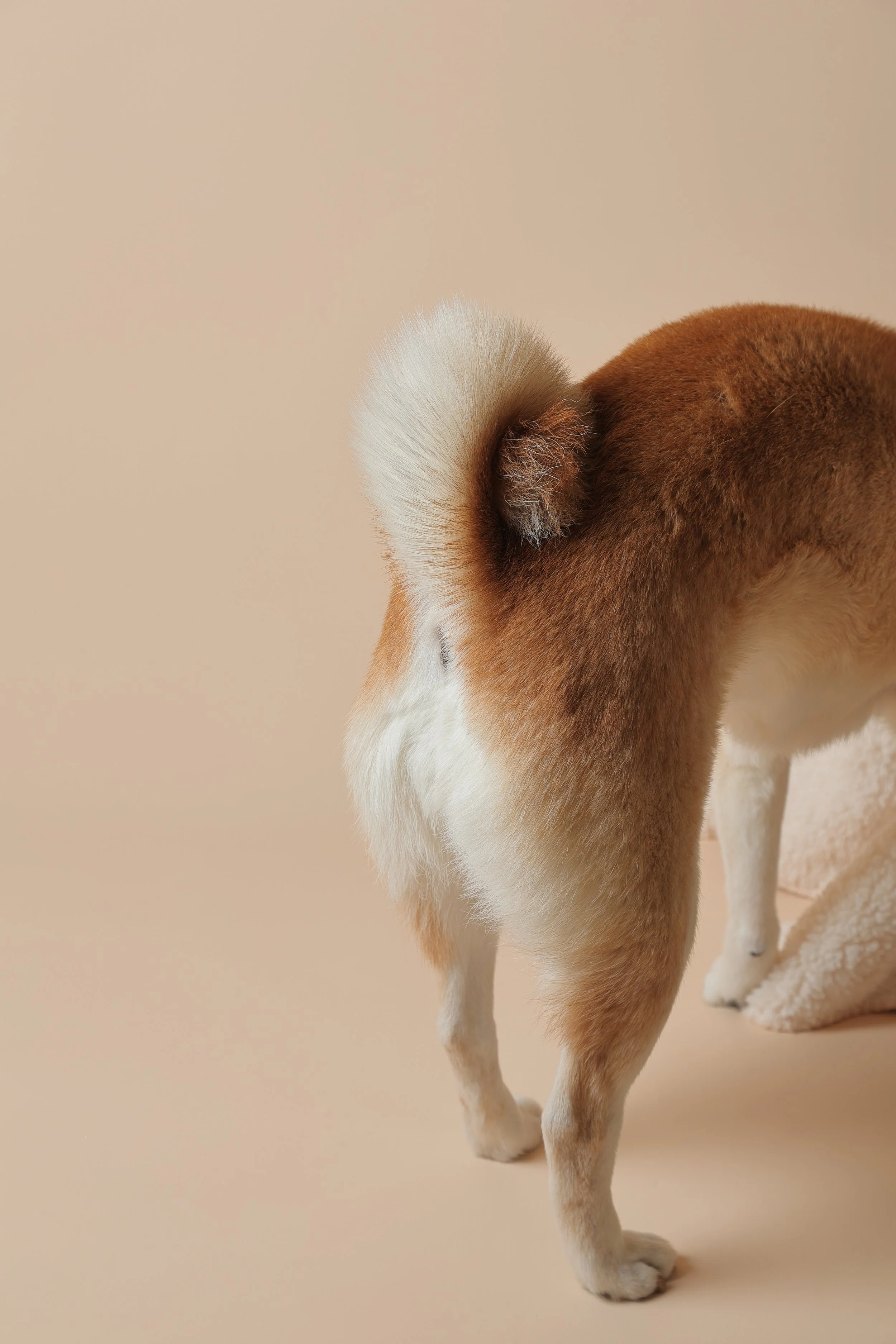 ABOUTページ　キャッチ画像｜柴犬のおしり、背景は淡い色のシンプルな壁紙