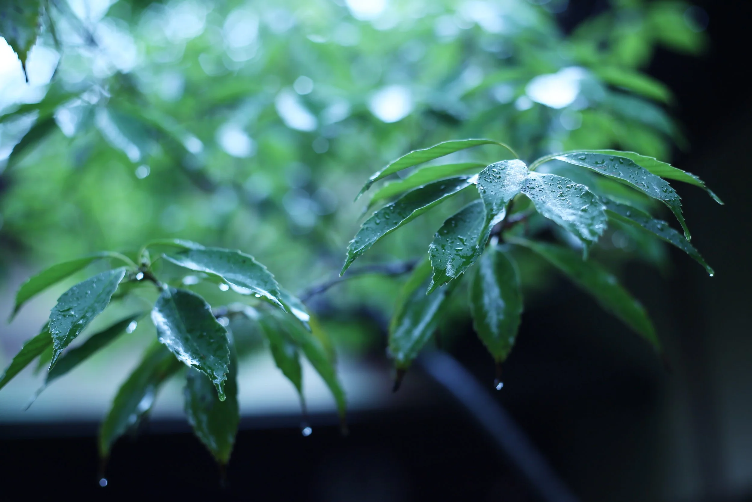 悟道庵点景 | 雨に濡れた緑の葉のクローズアップ