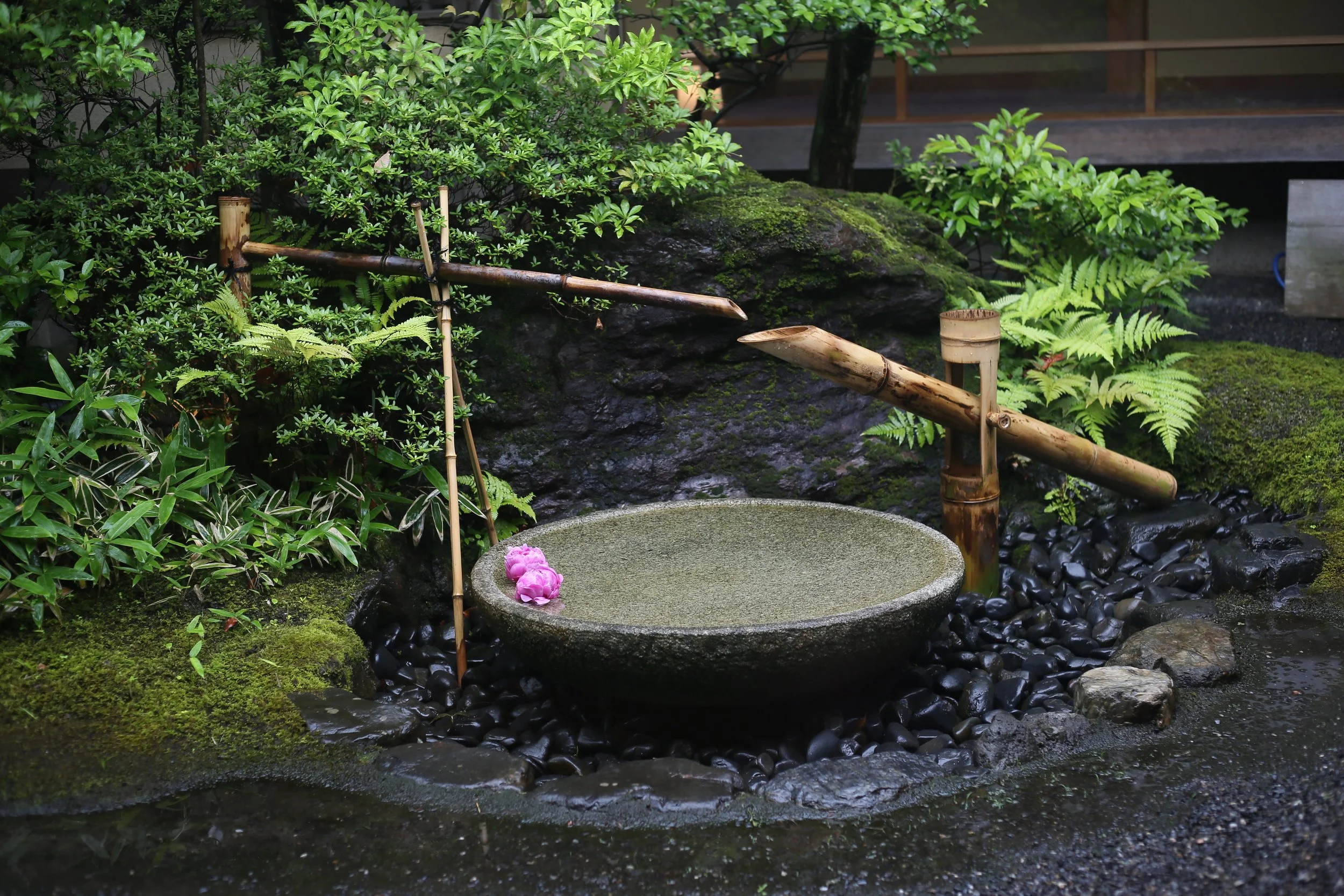 悟道庵点景 | 伝統的な日本庭園の手水舎、岩と植物に囲まれたつくばい