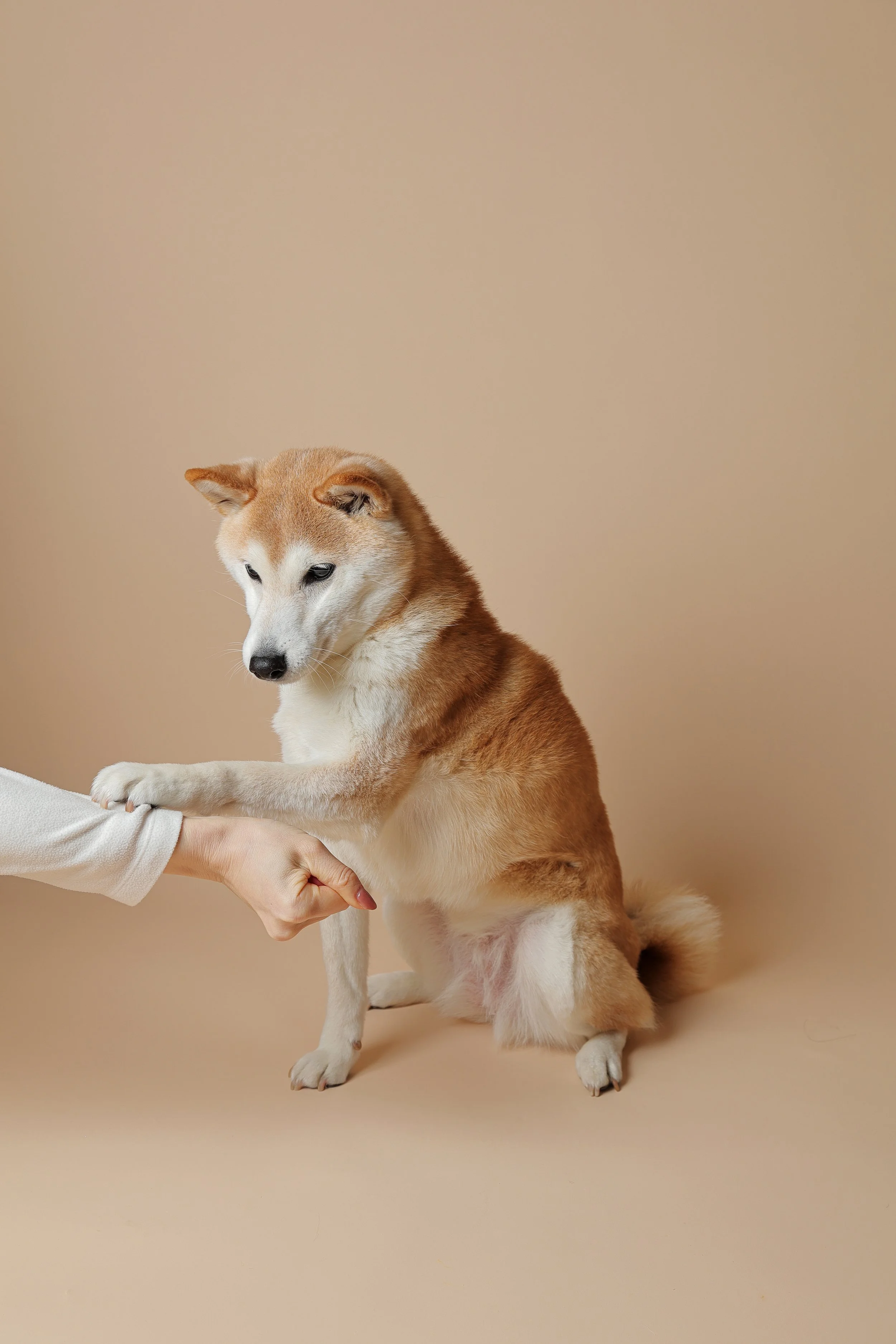 お手をする柴犬の写真
