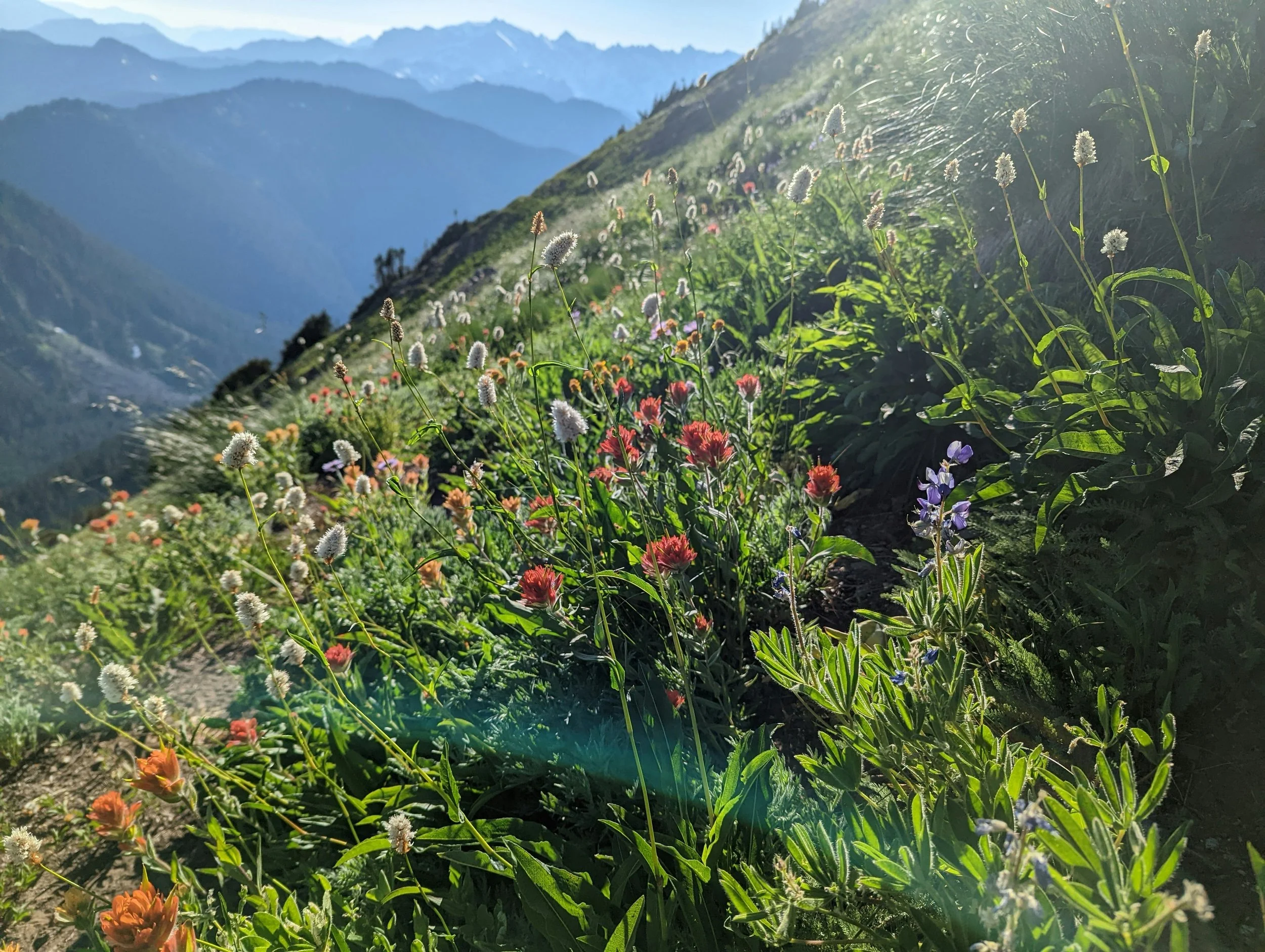 Mountain wildflowers in bloom in North Idaho representing growth, change, and healing