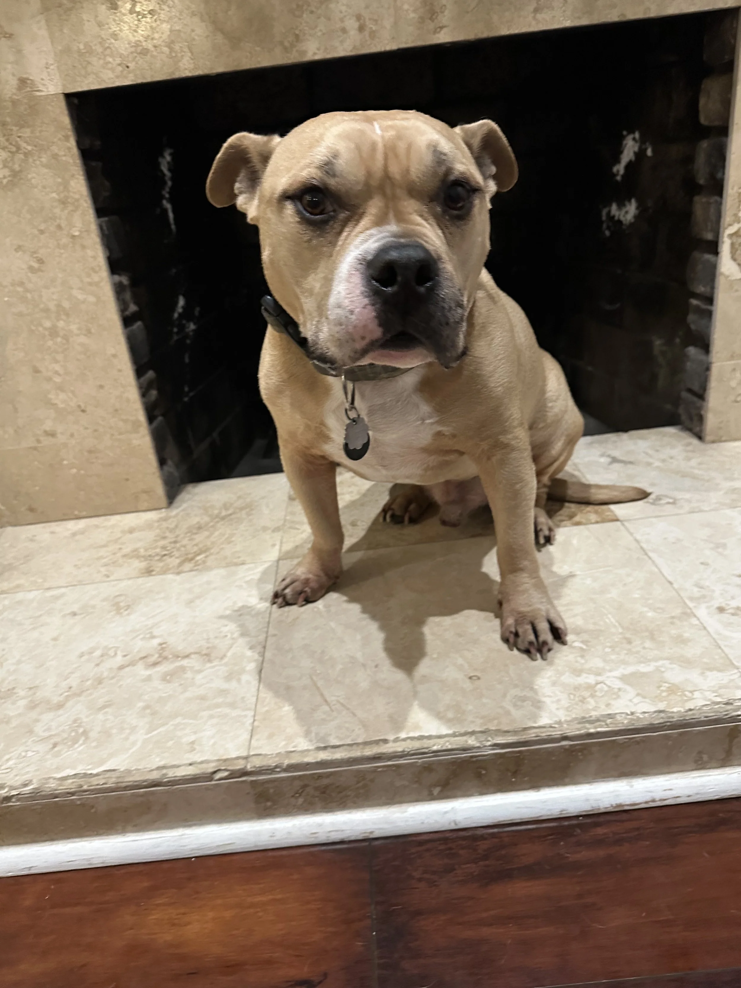 A tan and white dog with a black nose sitting in front of a fireplace on a tiled hearth.