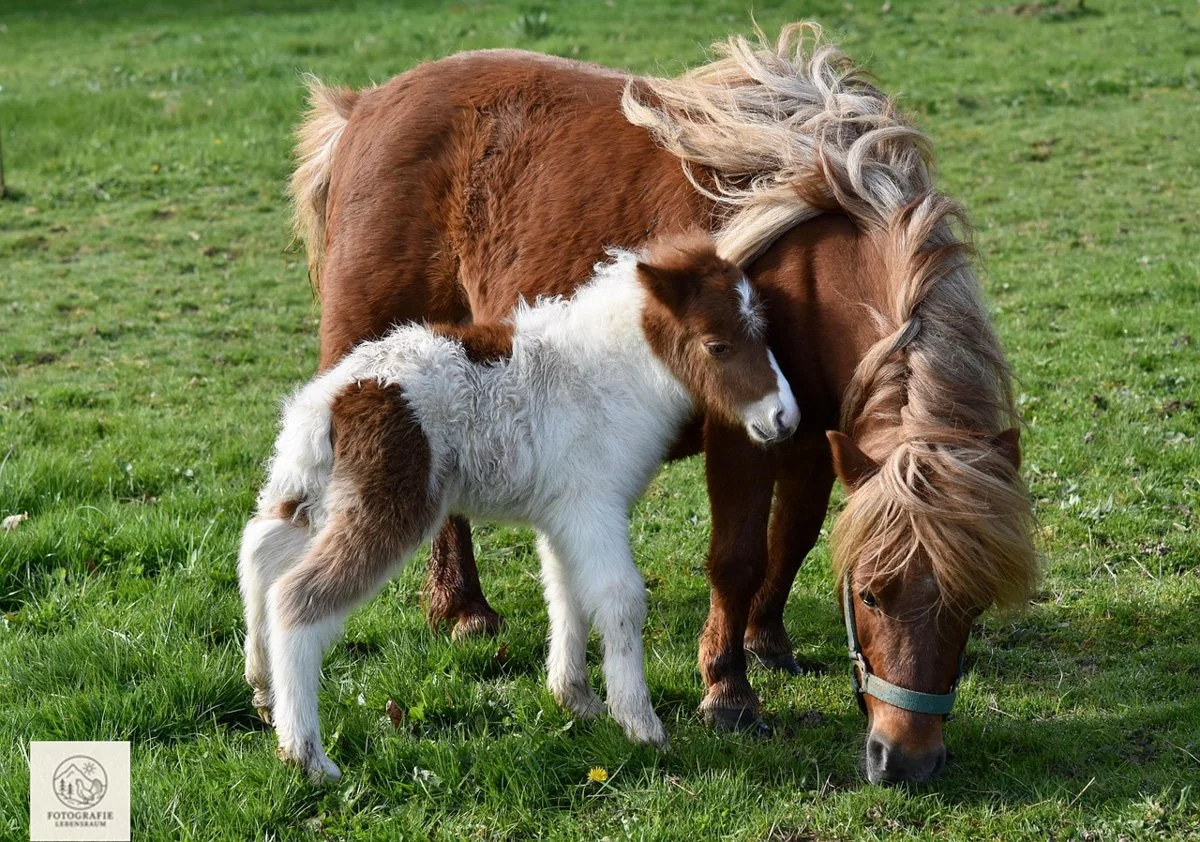 Premium-Shooting – Natürliches Fotoshooting im Lebensraum