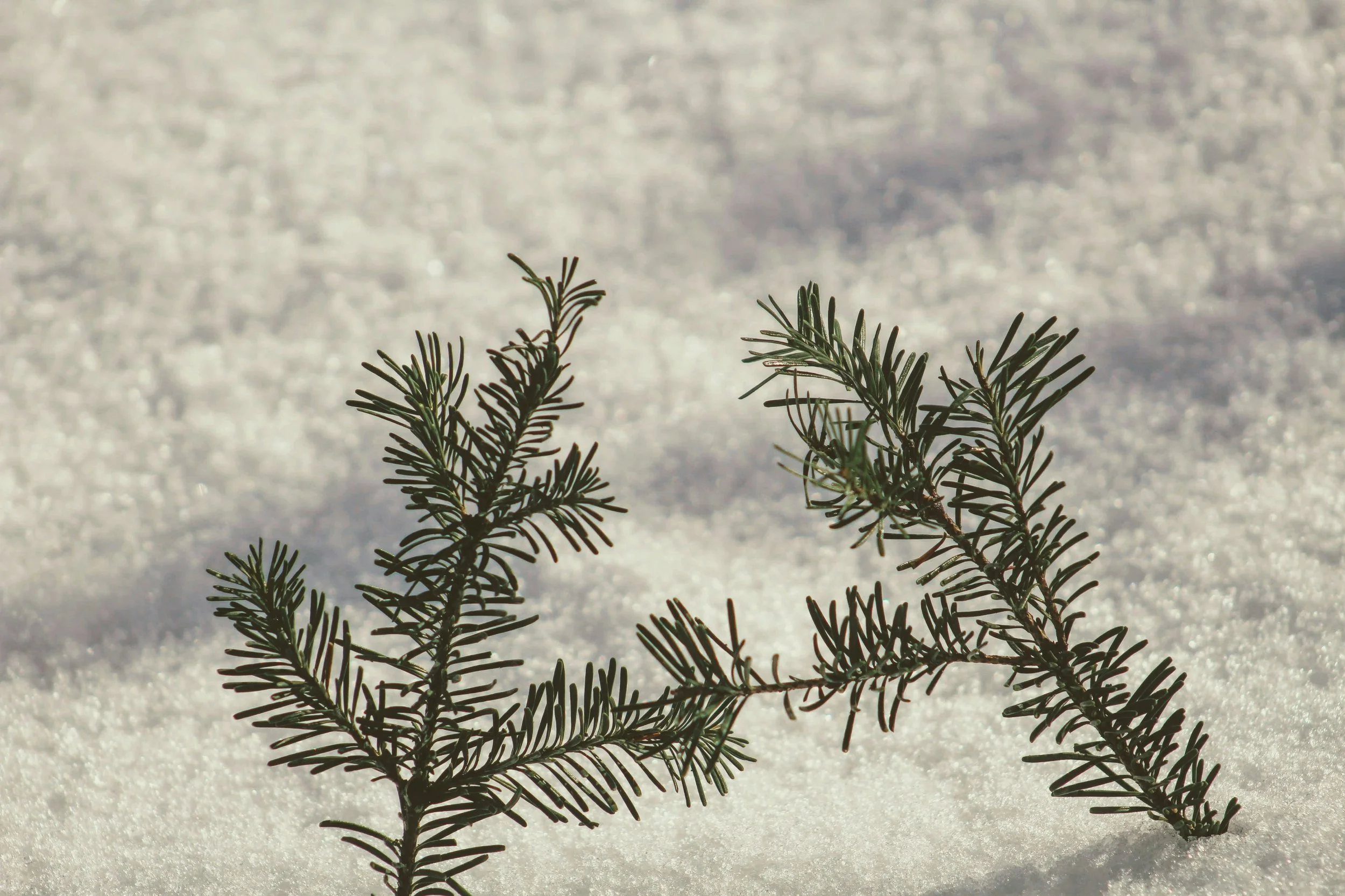 A close-up of green pine branches lying on snow with a snowy background.