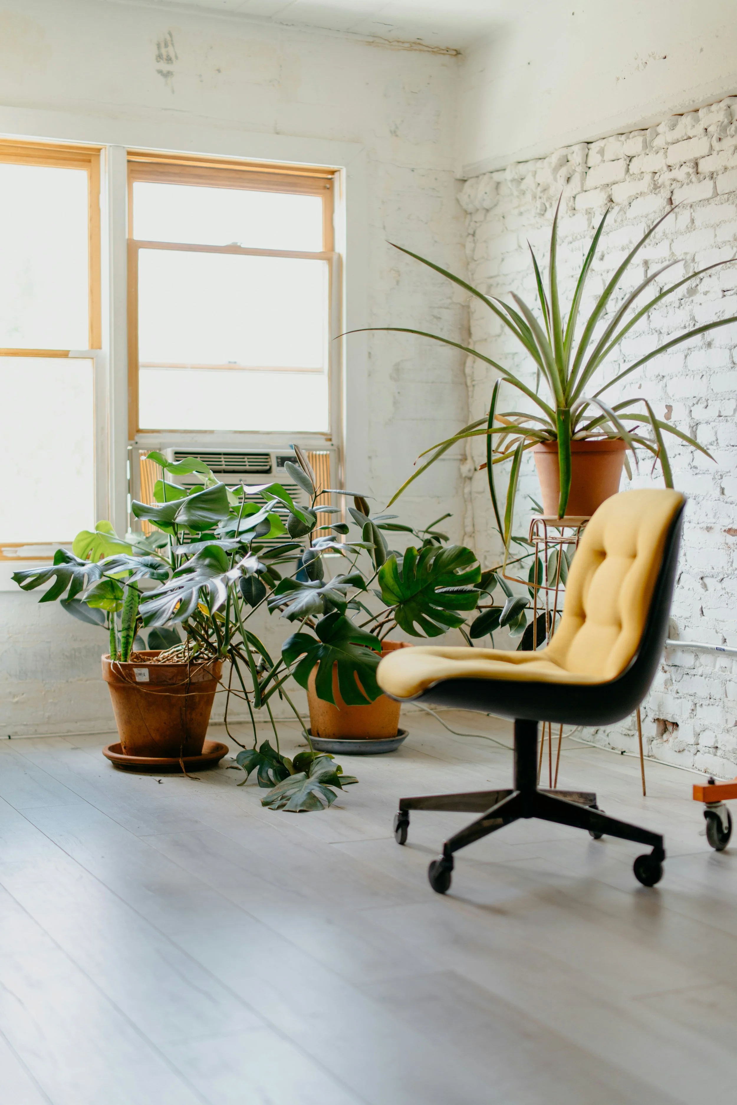 A bright, minimalist indoor space with white painted brick wall, light wood floors, a yellow office chair, and indoor plants near two large windows.