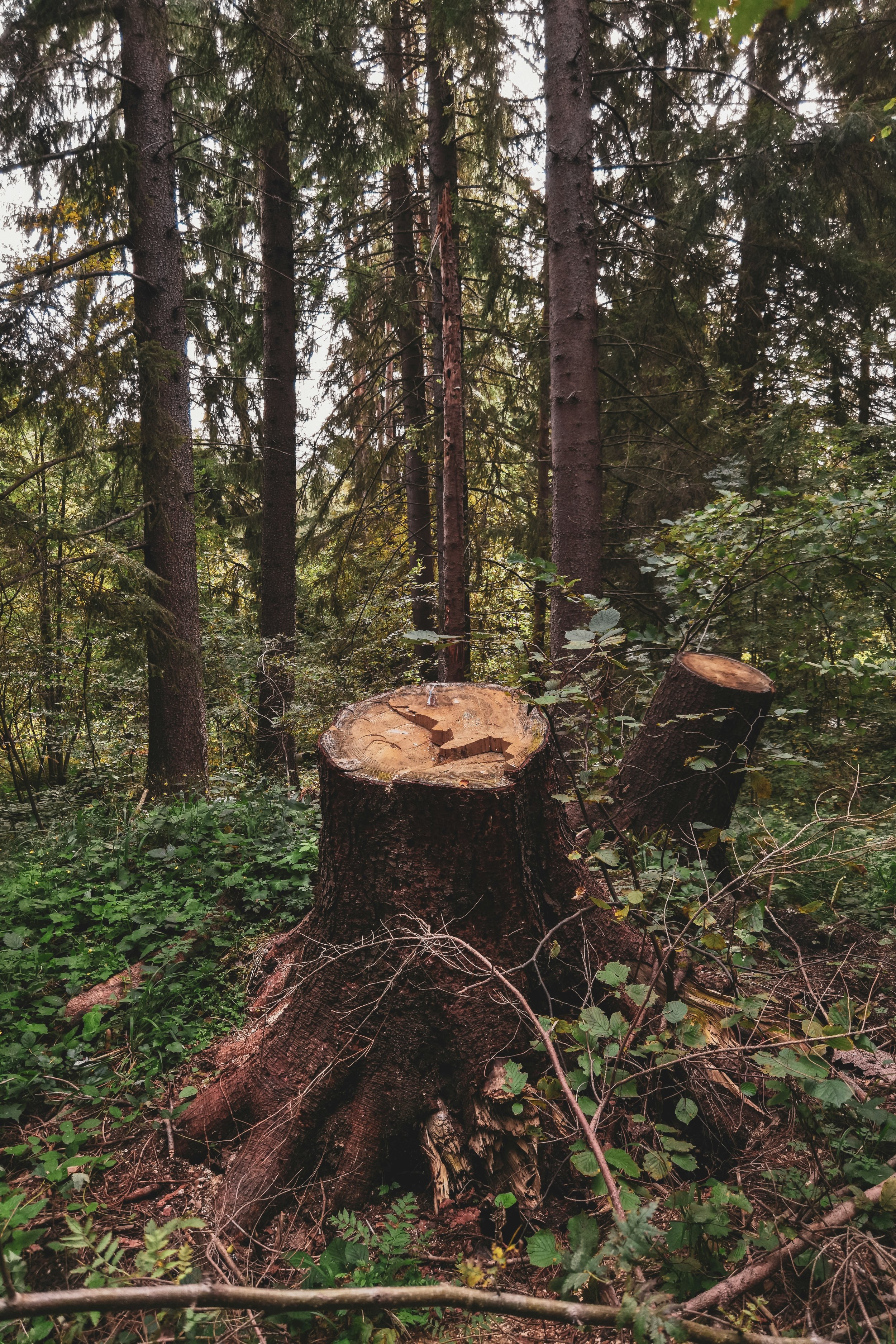 A fallen tree trunk in a dense forest with multiple tall trees and green foliage.