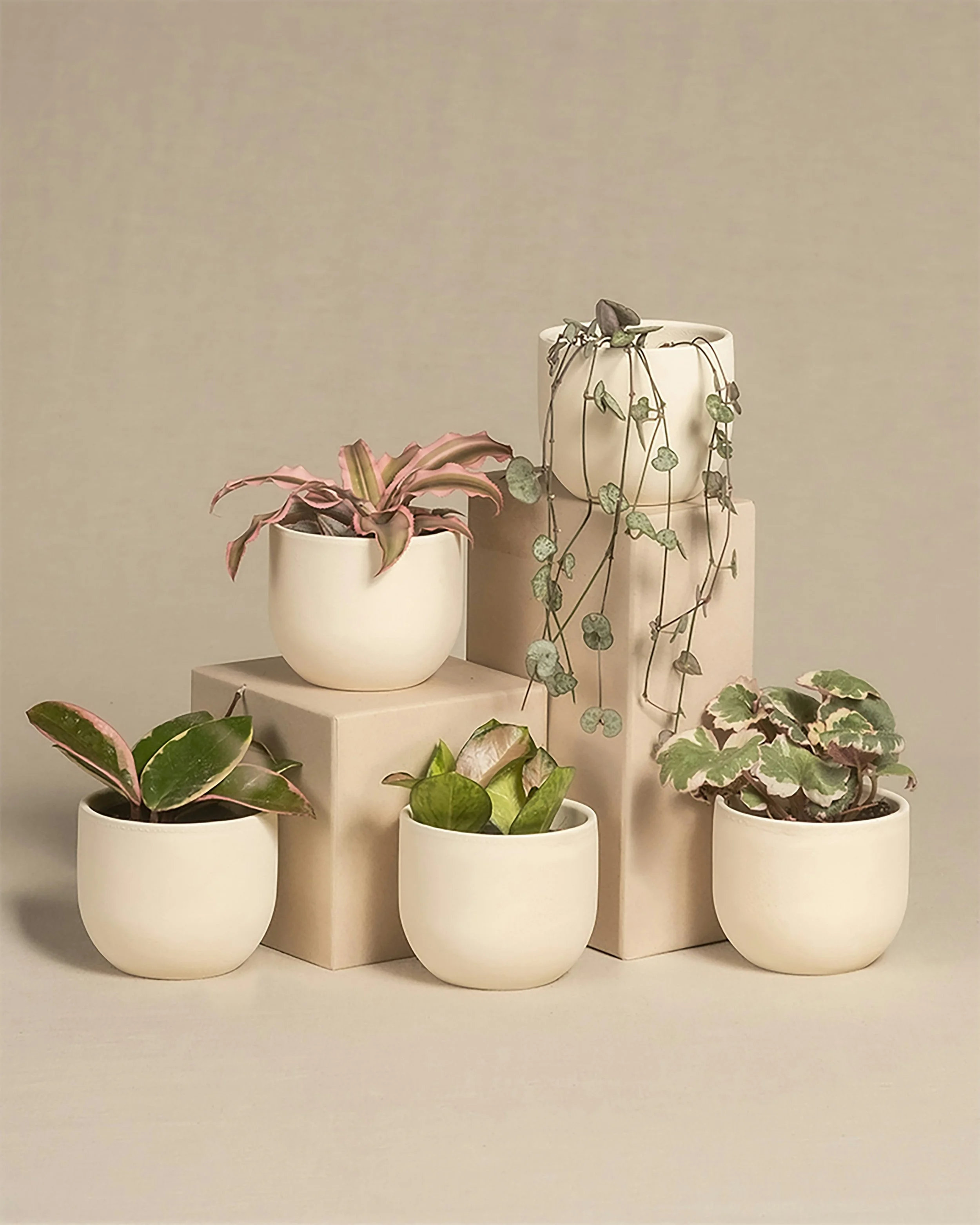 Five potted plants arranged on beige blocks and a surface, with a neutral background. The plants have variegated leaves and are in simple white pots, some with trailing vines.