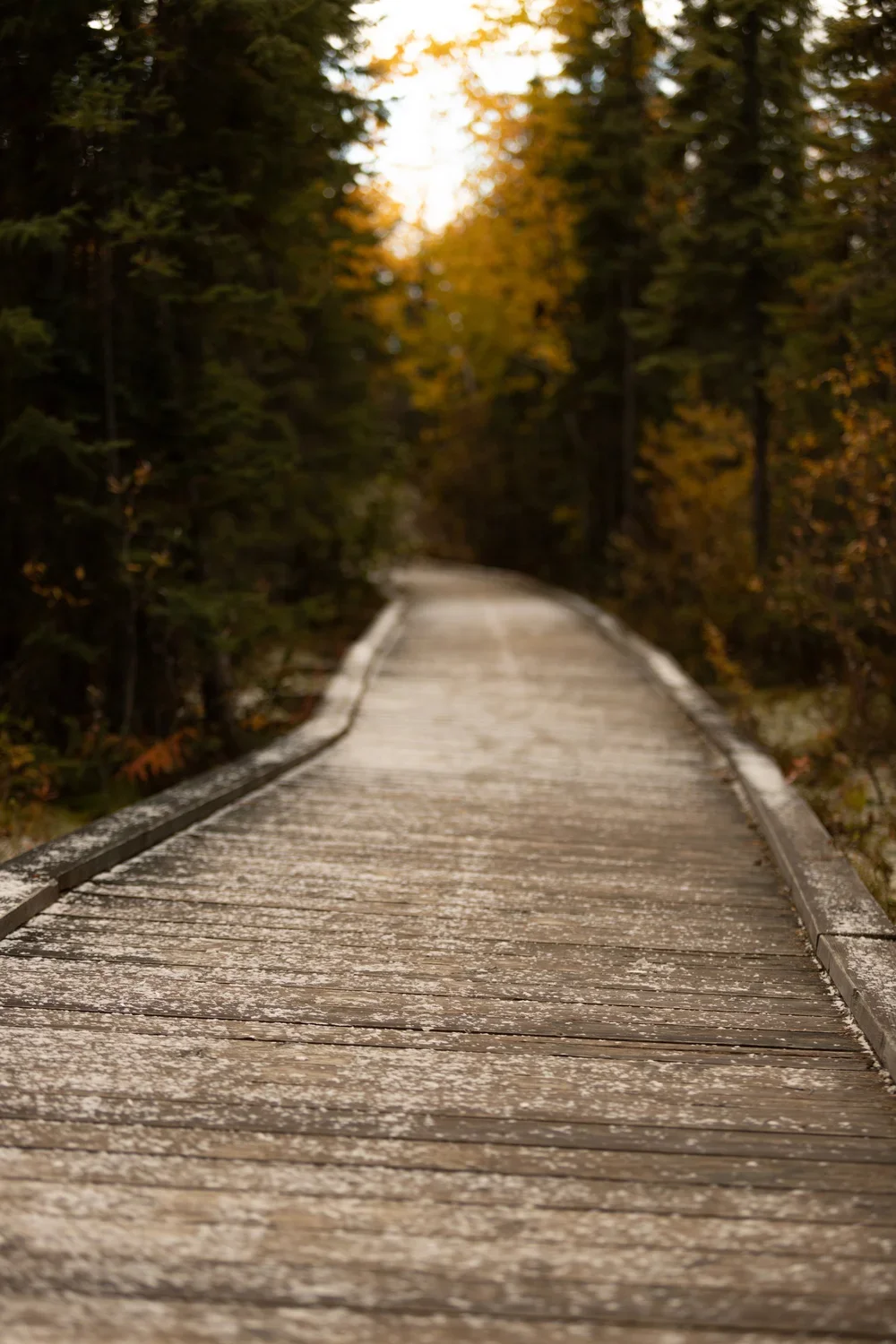 A wooden bridge in a forest during fall, with trees displaying orange and green leaves and the sun setting in the background.