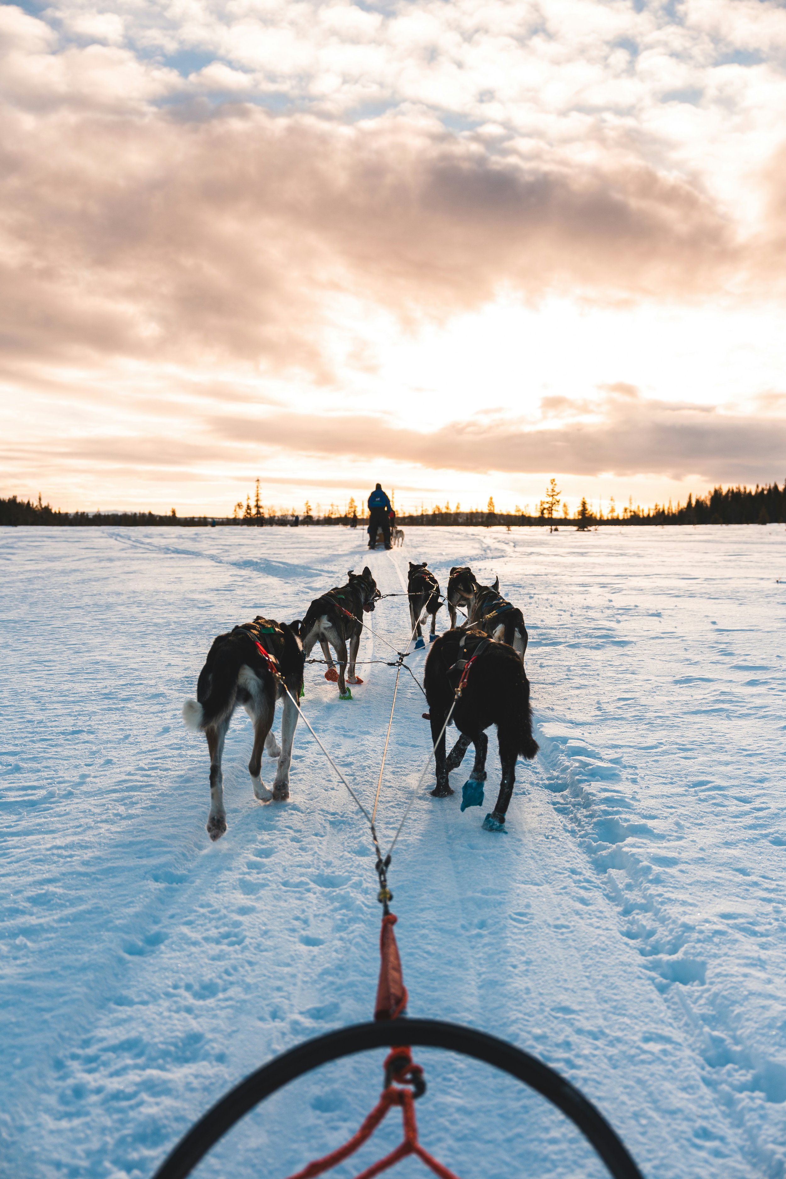A person dog sledding across snowy landscape with a team of dogs, with a sunset sky and clouds in the background.