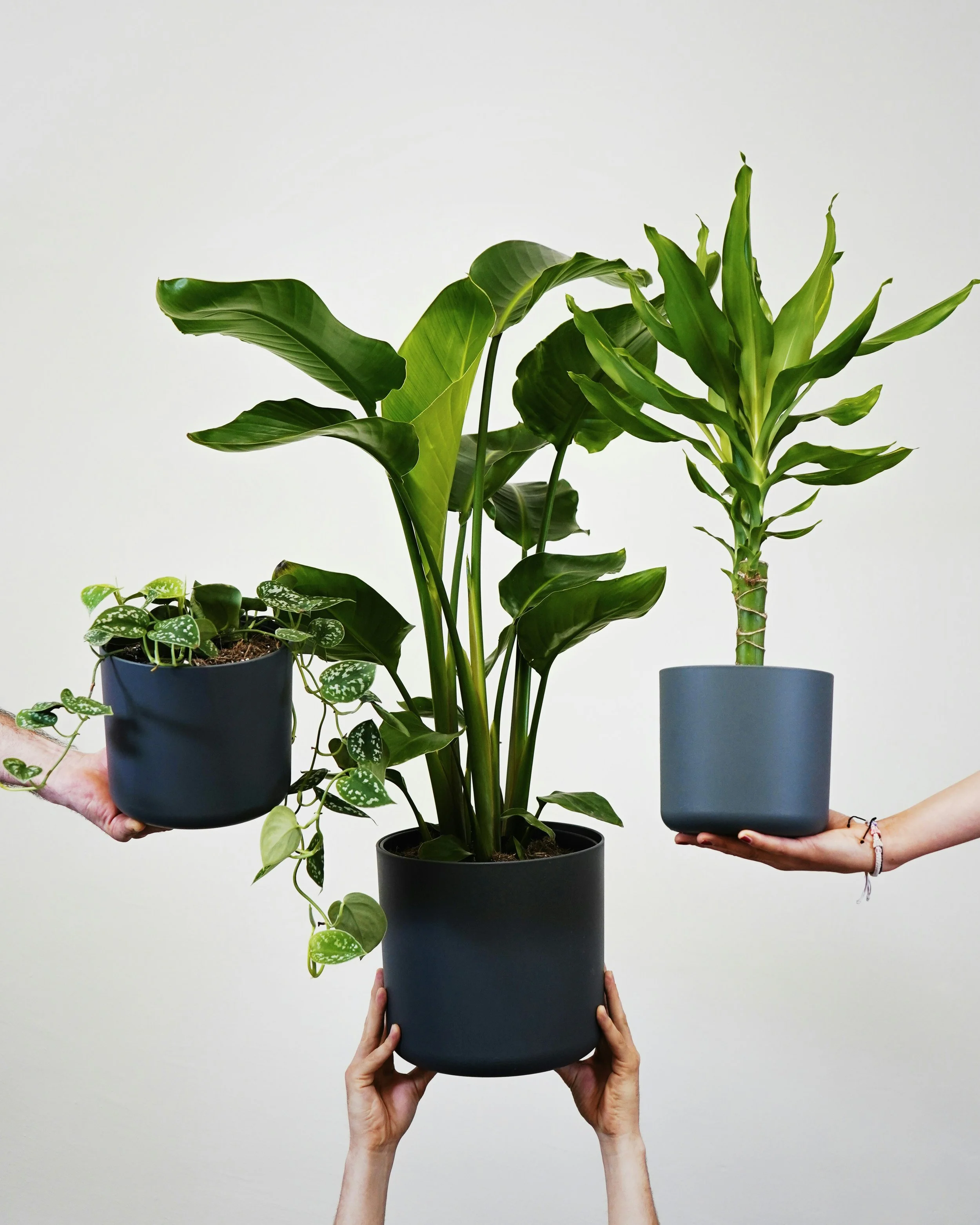 Three people holding various potted houseplants against a plain white background.