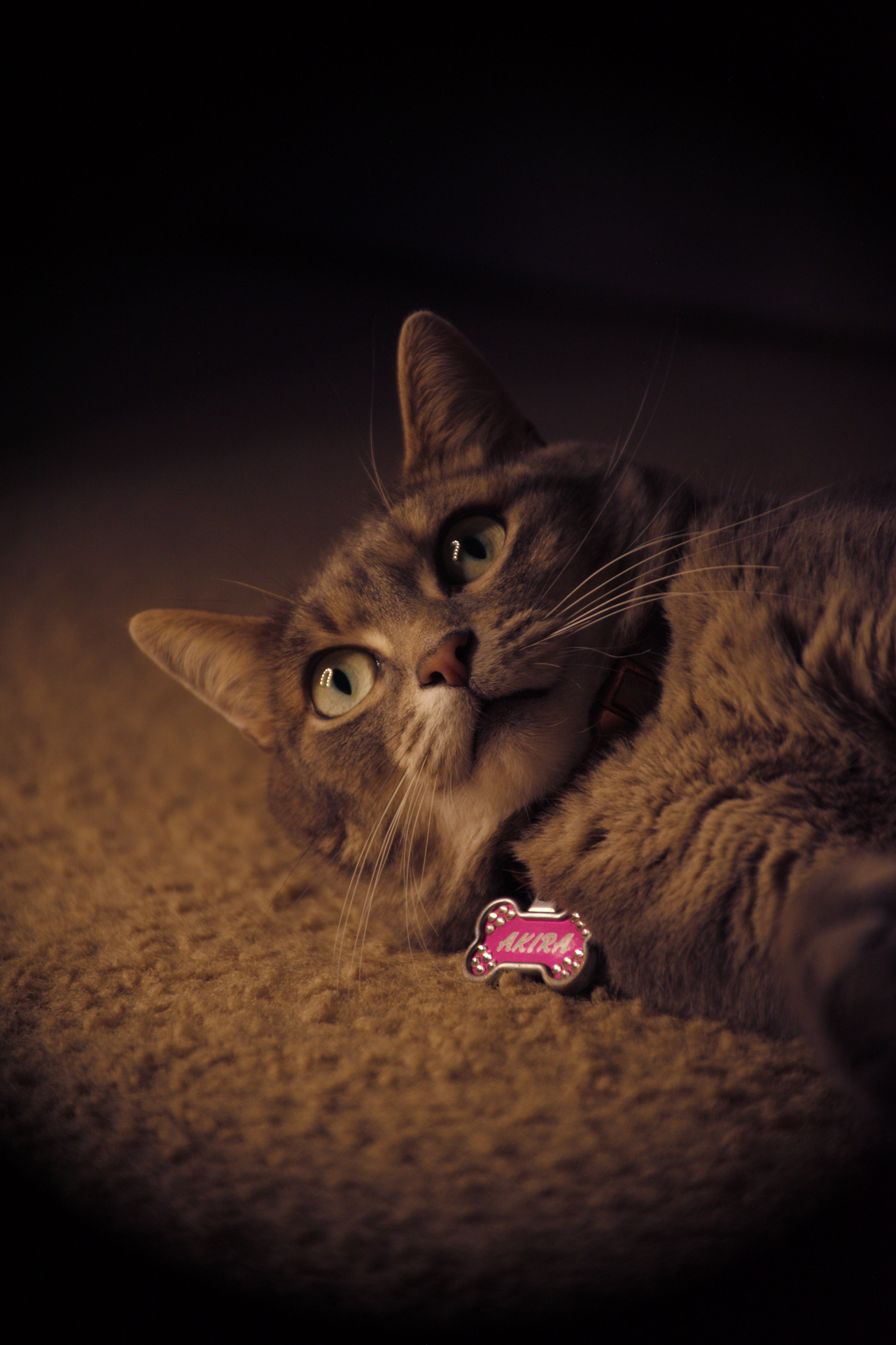 A tabby cat lying on a carpet floor with a dark background, wearing a pink collar with a tag that says 'Akiara'.