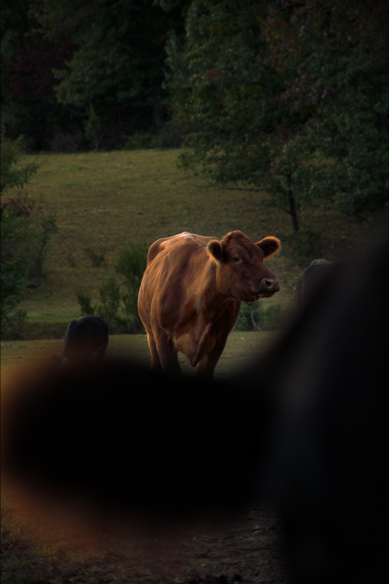 A cow standing in a green pasture with trees in the background, seen through a blurred foreground element.