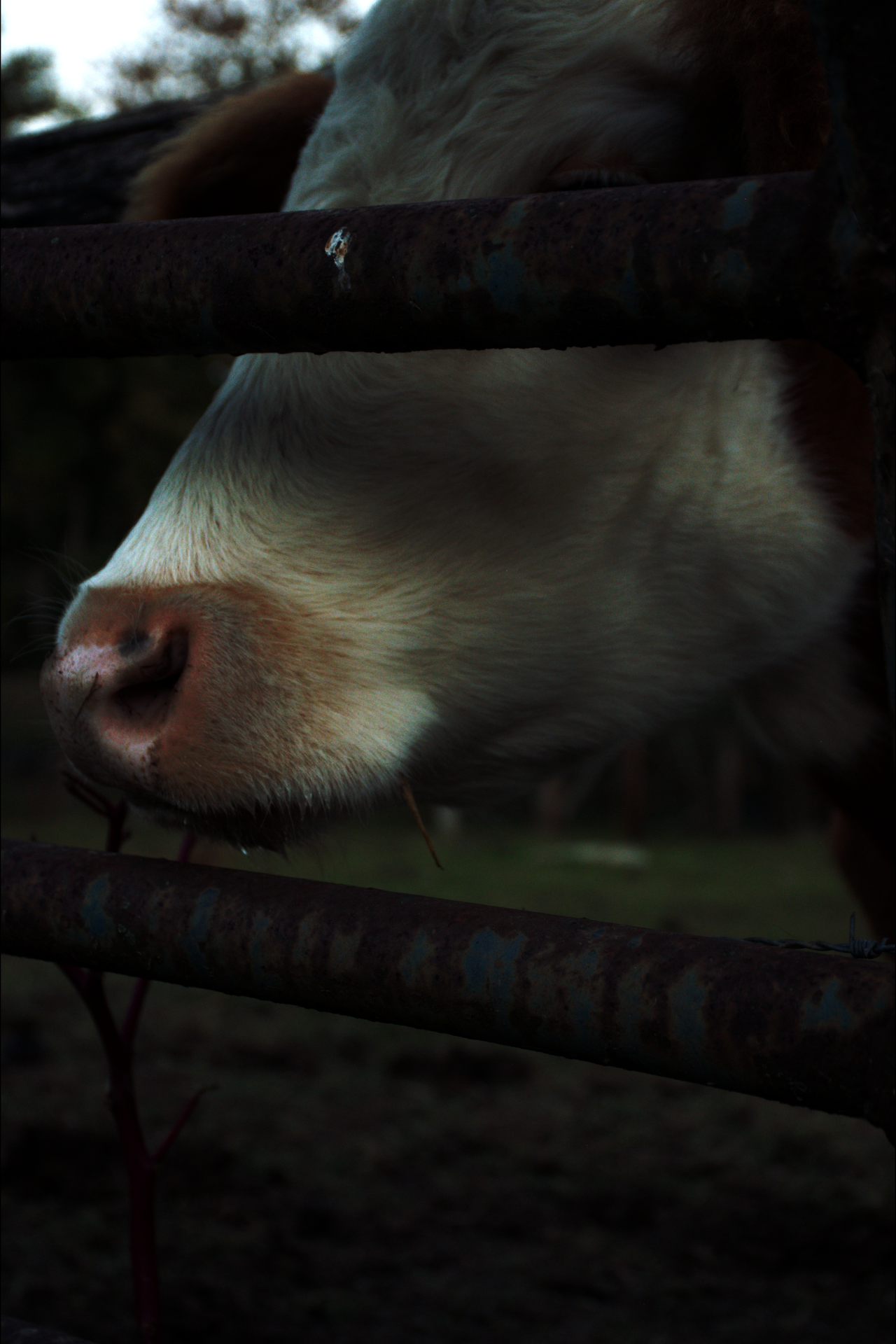 Close-up of a dog pressing its face against a rusty metal fence, with the focus on its nose and part of its face visible through the gaps.