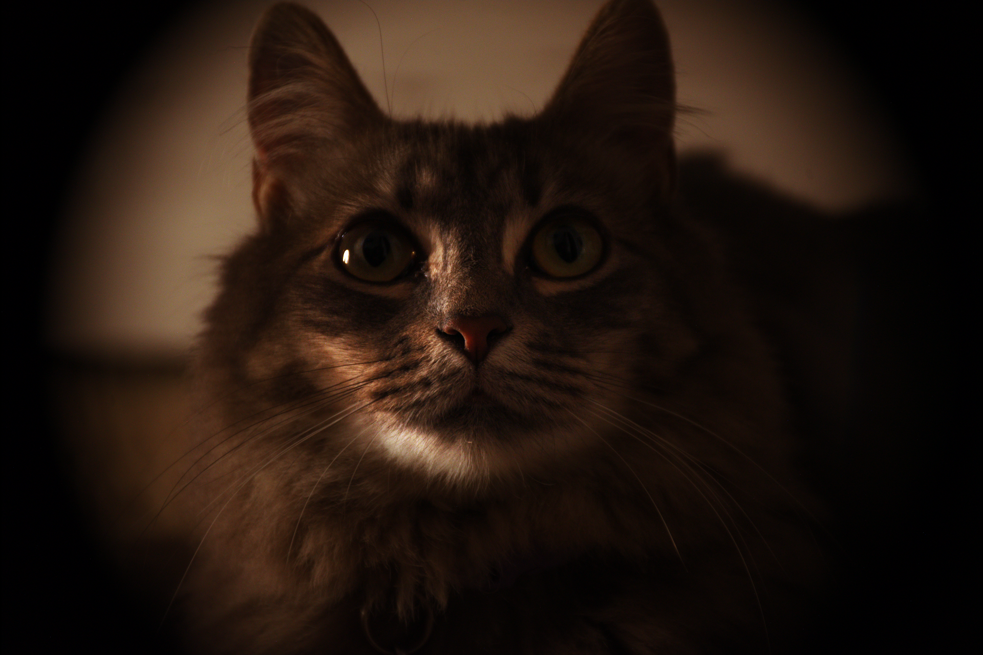 A close-up of a brown tabby cat with bright eyes, partially illuminated, surrounded by darkness.