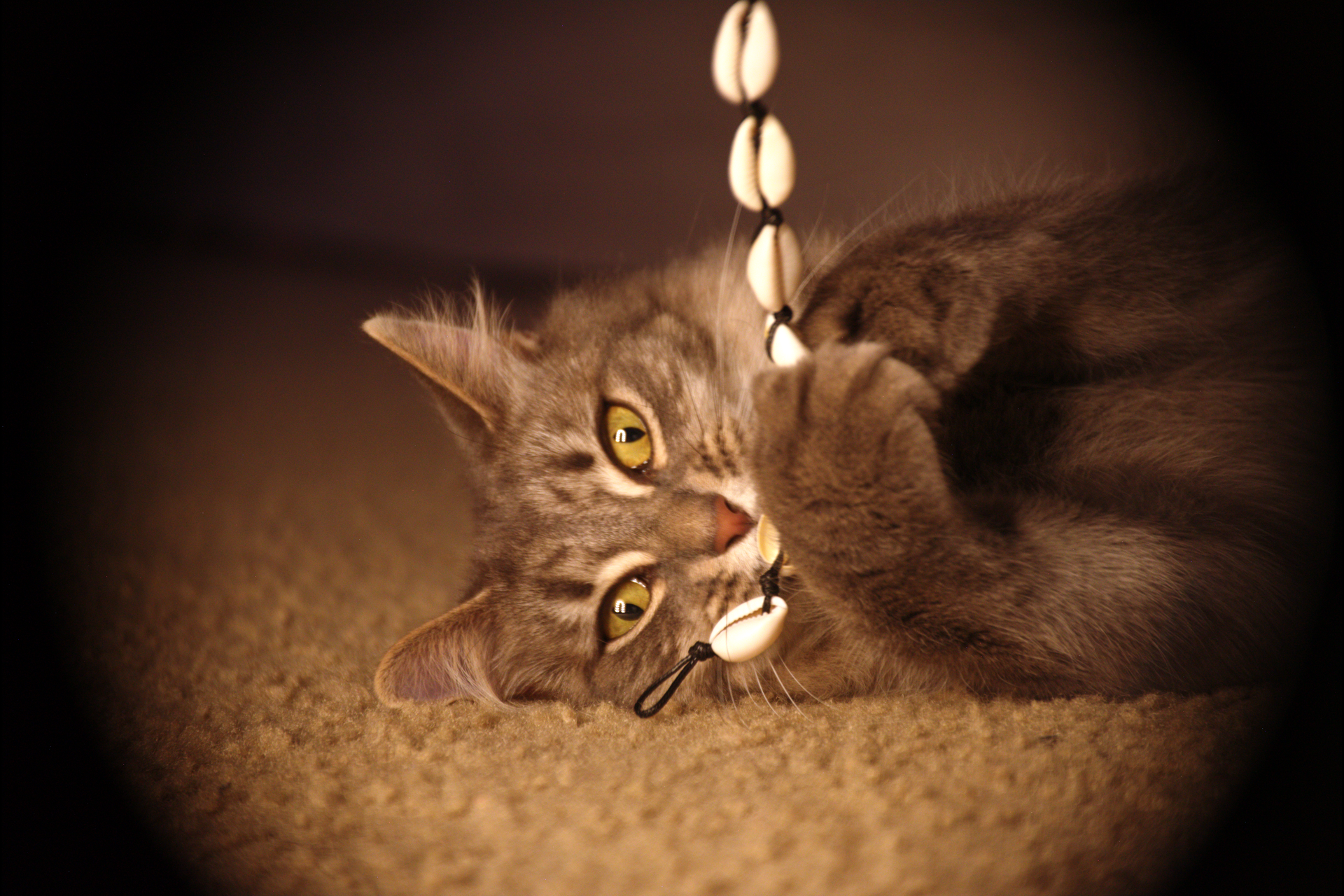 Gray tabby cat lying on a beige carpet playing with a shell bead necklace, with a dark background.