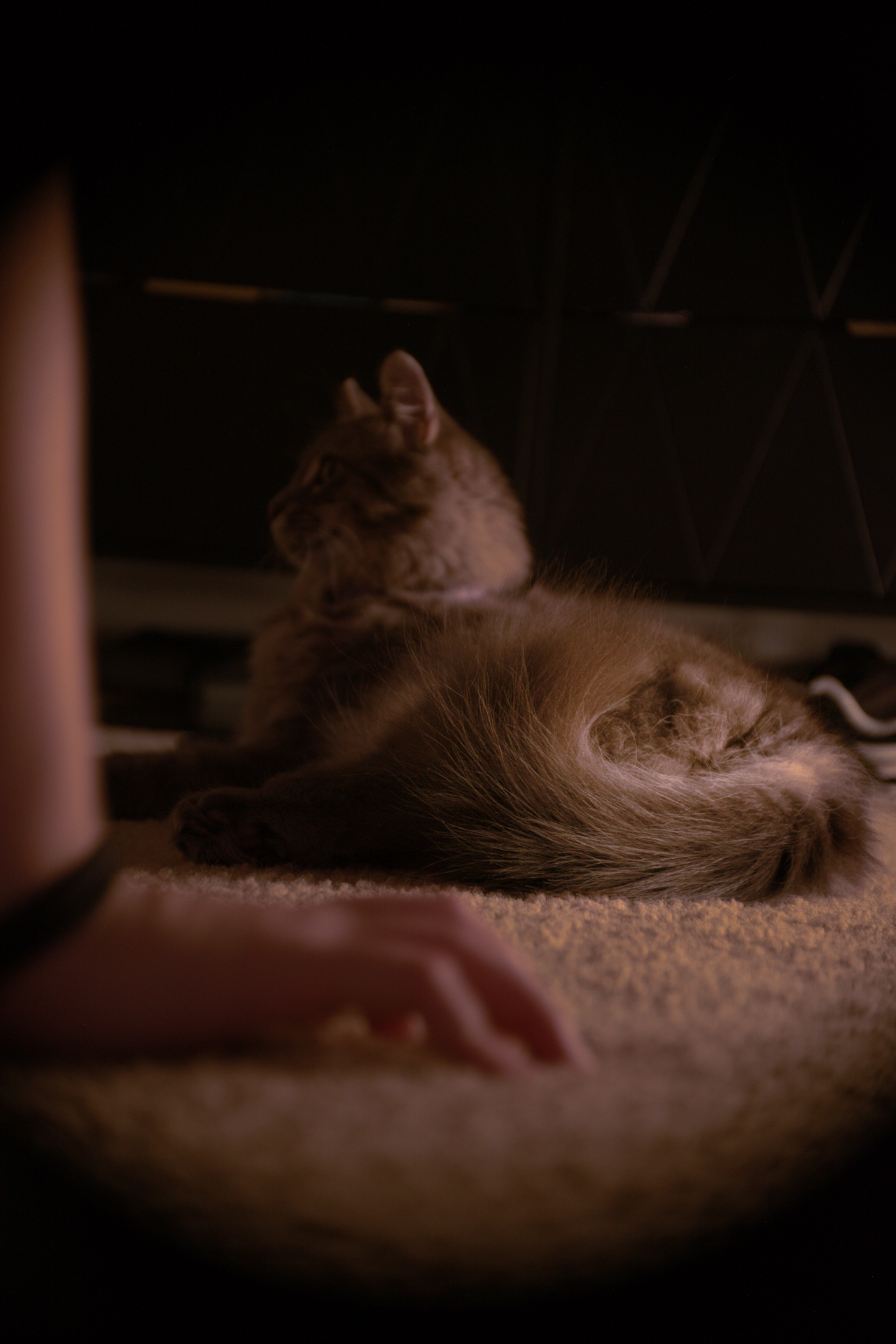 A tabby cat lying on a carpeted floor, seen from a low angle, with a dark background.