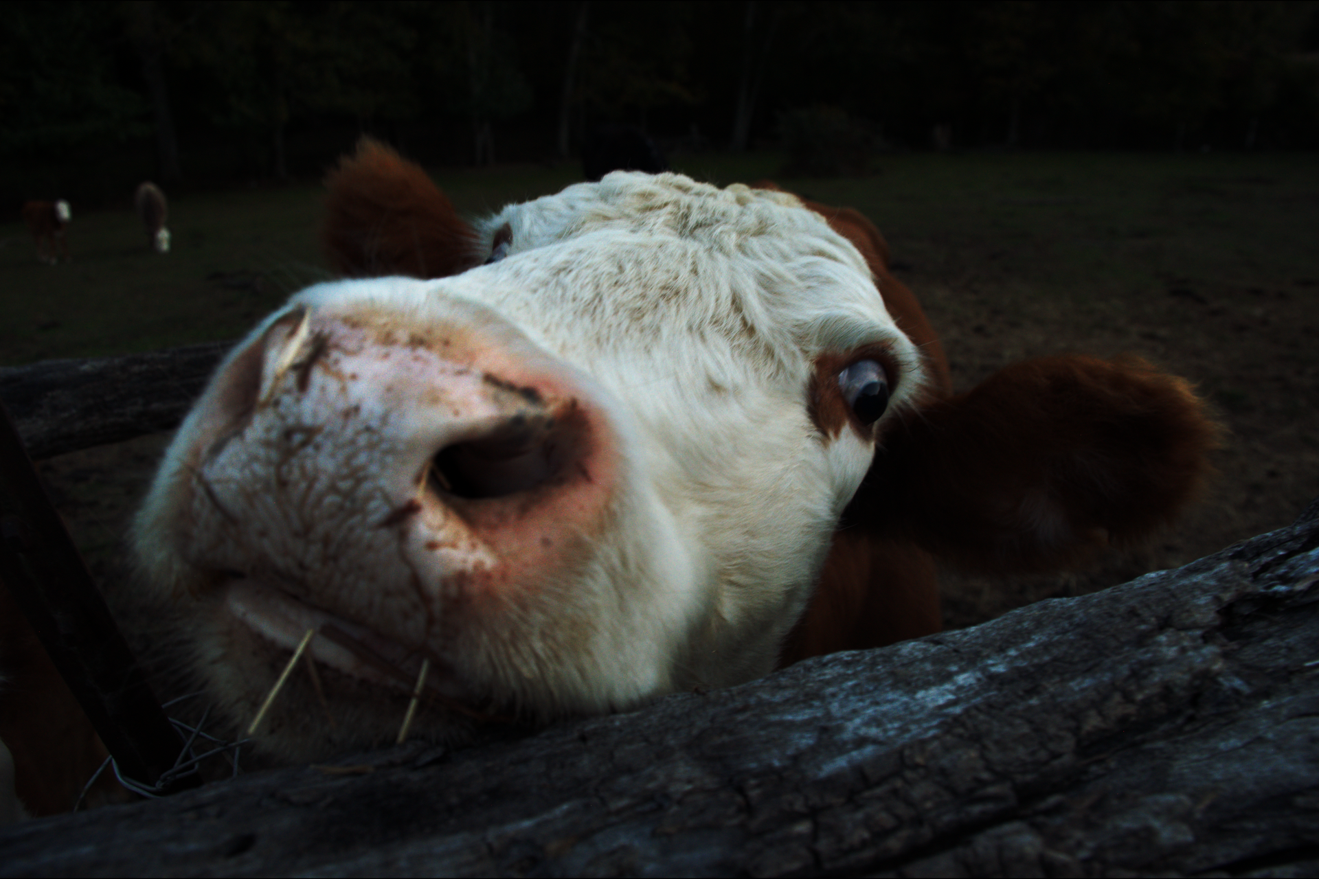 Close-up of a cow's face with its nose and eye visible, leaning on a wooden fence, with other cows and trees in the background.