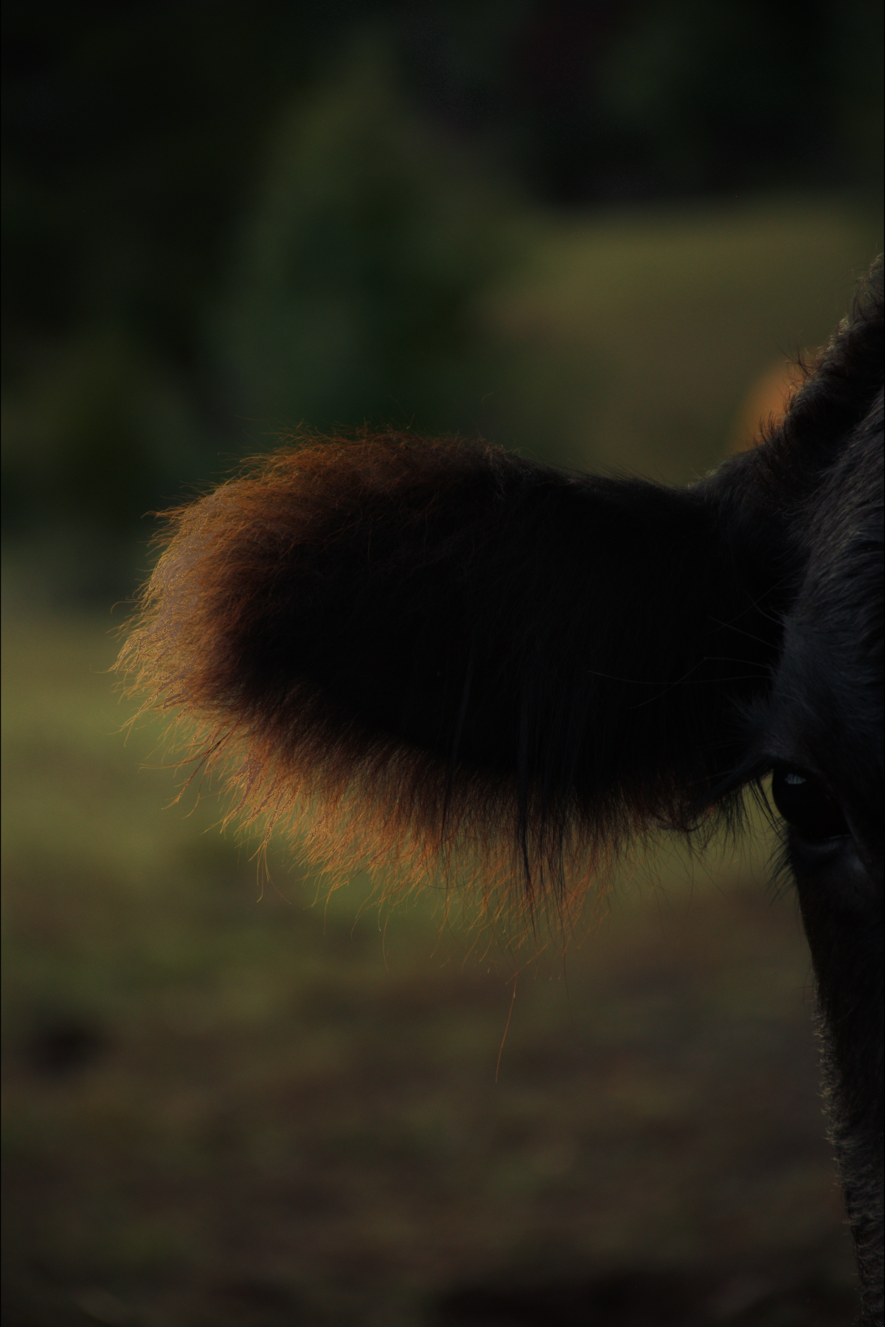 Close-up of a horse's tail with sunlight highlighting the hair, with part of the horse's face visible on the right side against a blurry background.