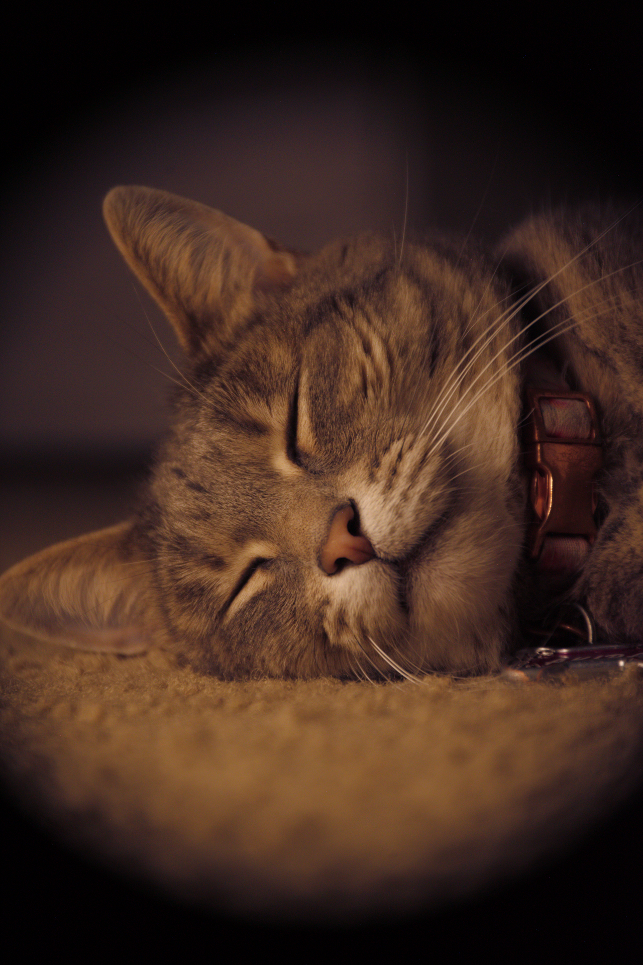 Close-up of a brown tabby cat with closed eyes, laying on a carpeted surface, wearing a red collar.