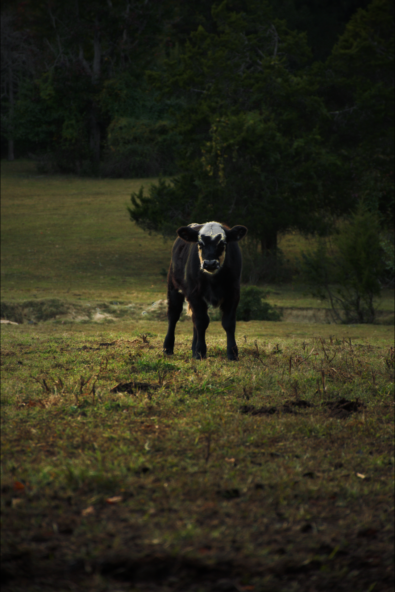 A black calf with white markings on its face standing in a grassy field with trees in the background.