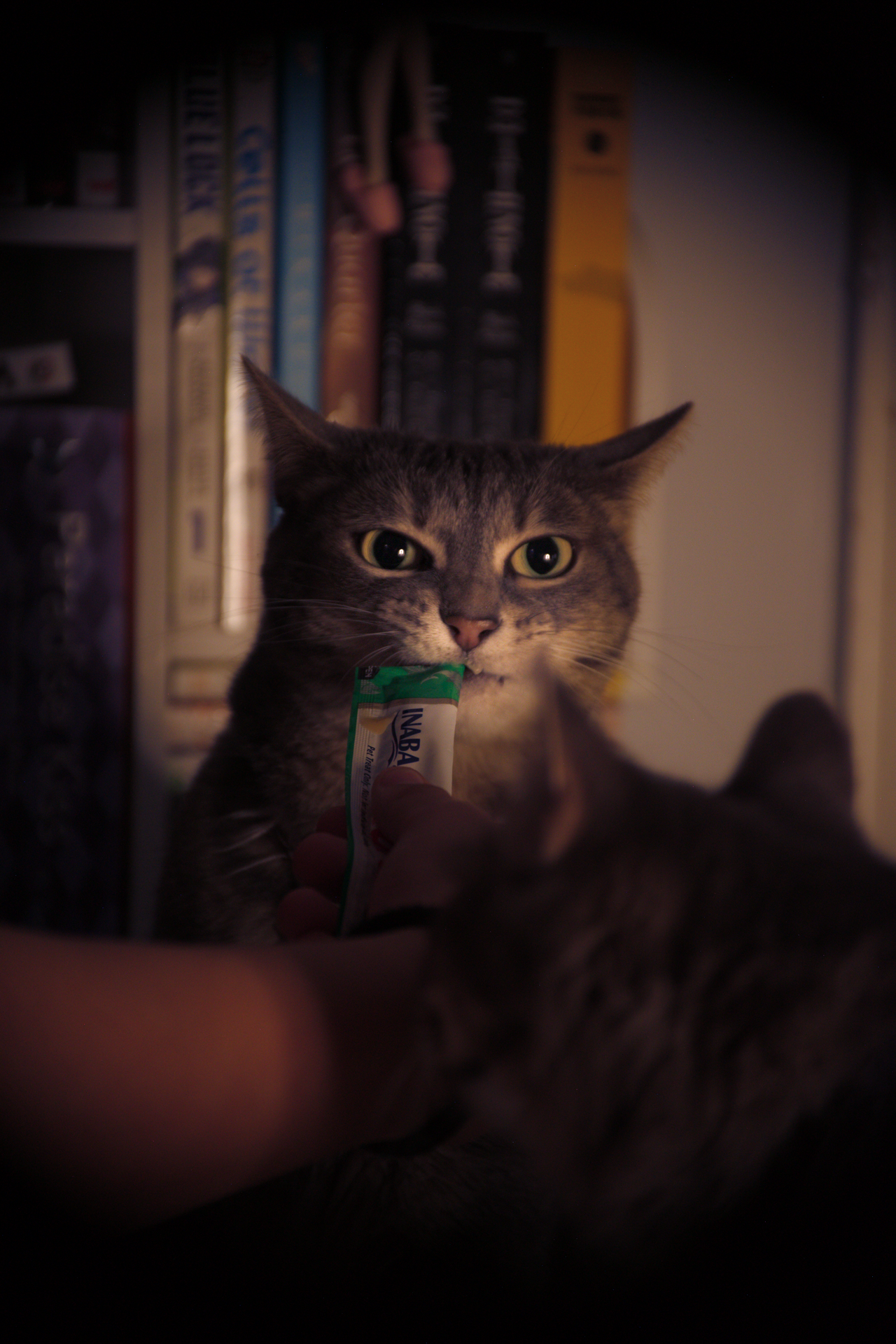 A gray tabby cat holding a packet of NABA treat in its mouth, being given a treat by a person, with another gray tabby cat blurred in the foreground, in front of a bookshelf.
