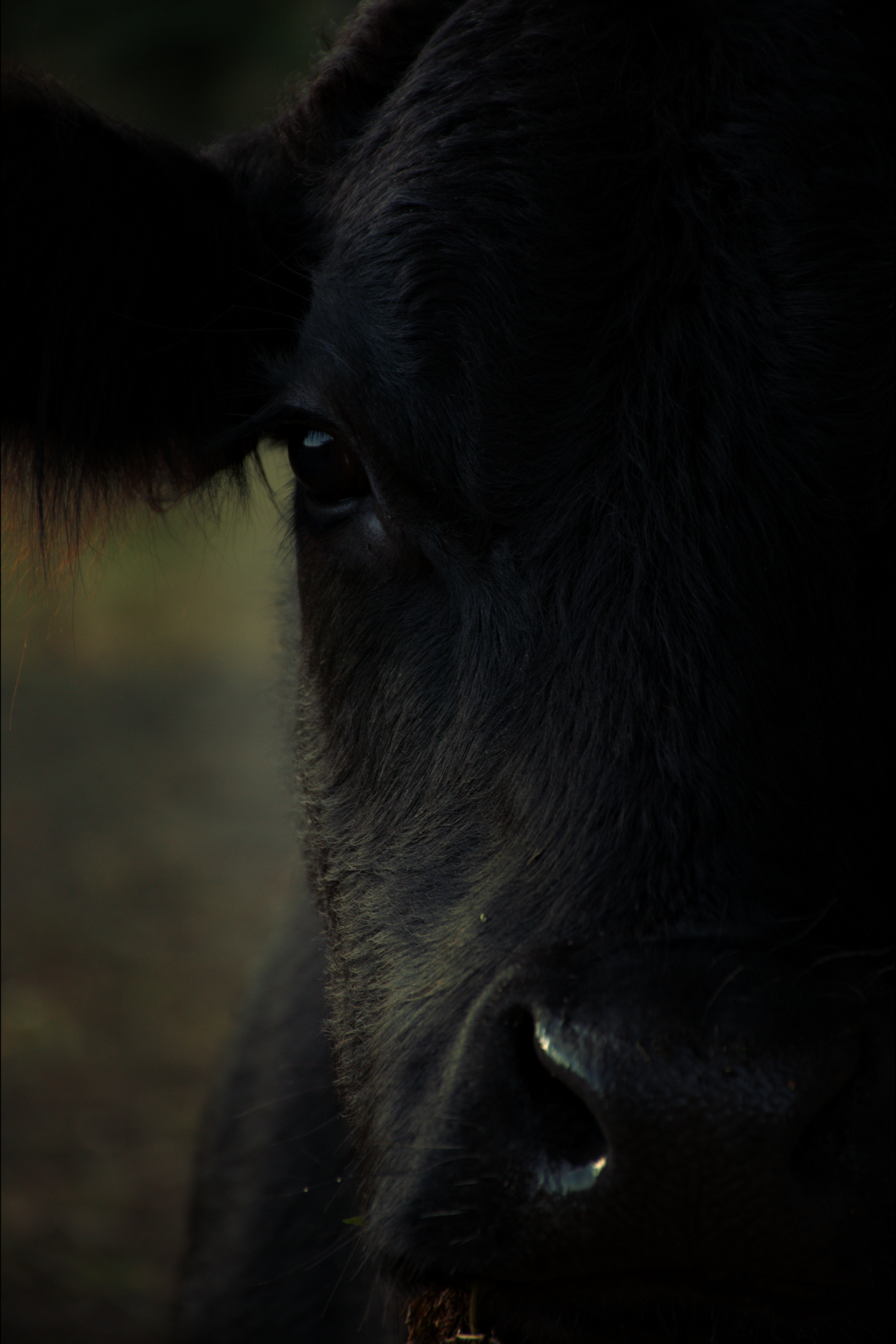 Close-up of a black cow's face showing its eye, nose, and a portion of its ear.