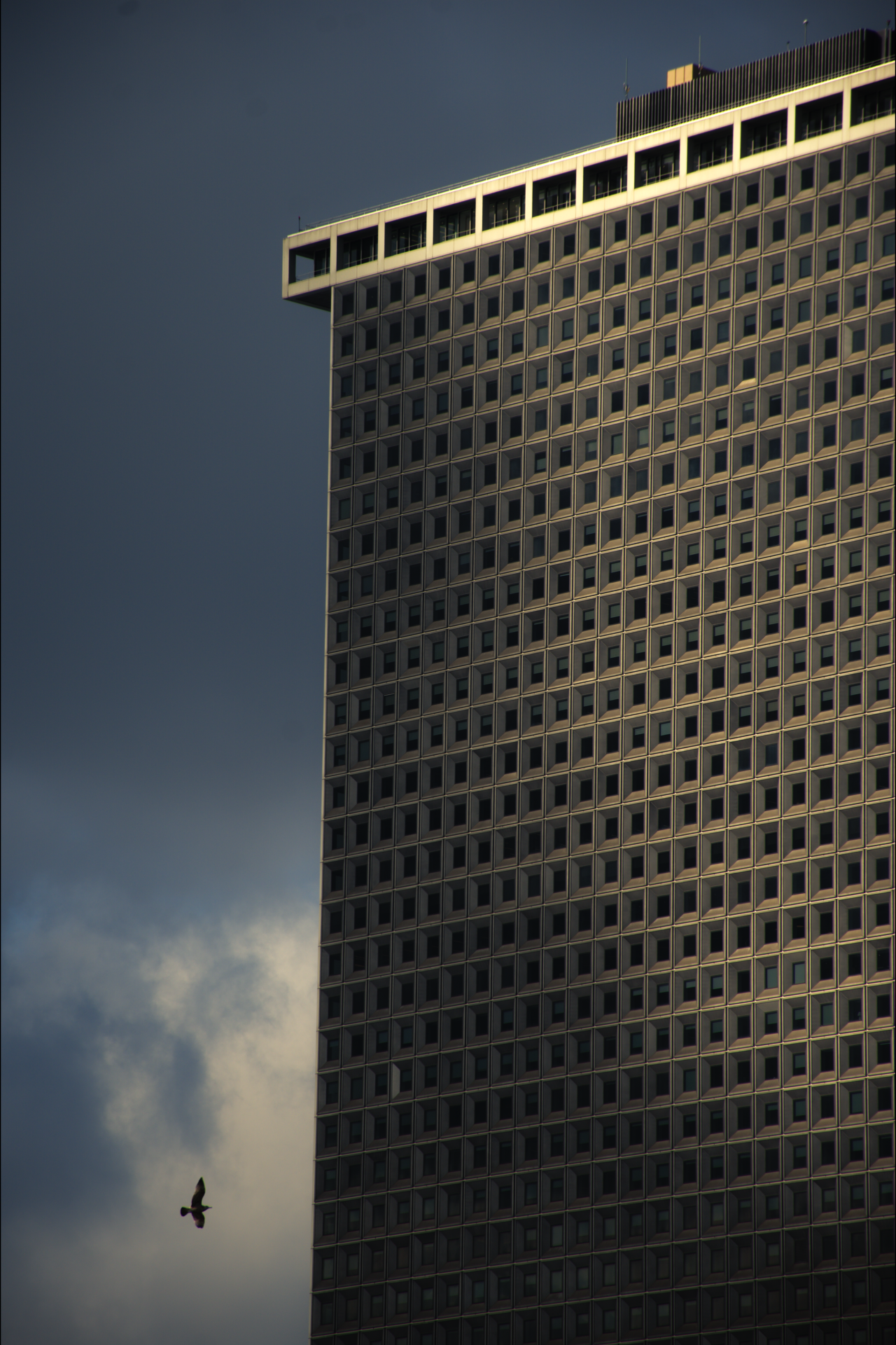 A tall modern building with a grid-like pattern of windows, partly illuminated by sunlight, against a cloudy sky with a bird flying nearby.