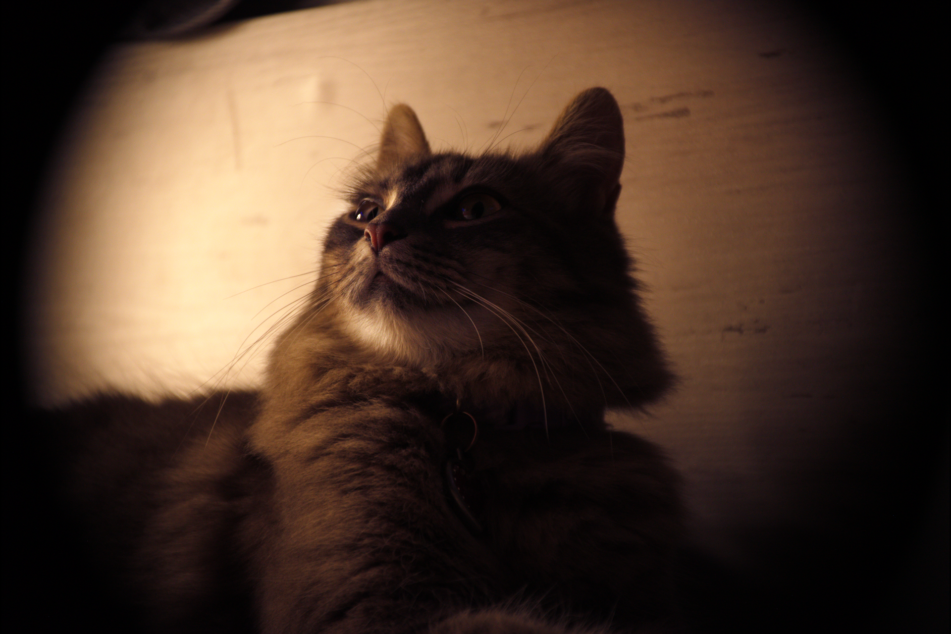 Close-up of a tabby cat with striped fur looking upwards, with a soft background of warm lighting and a wooden wall.